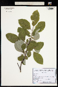 Image of Salix caprea