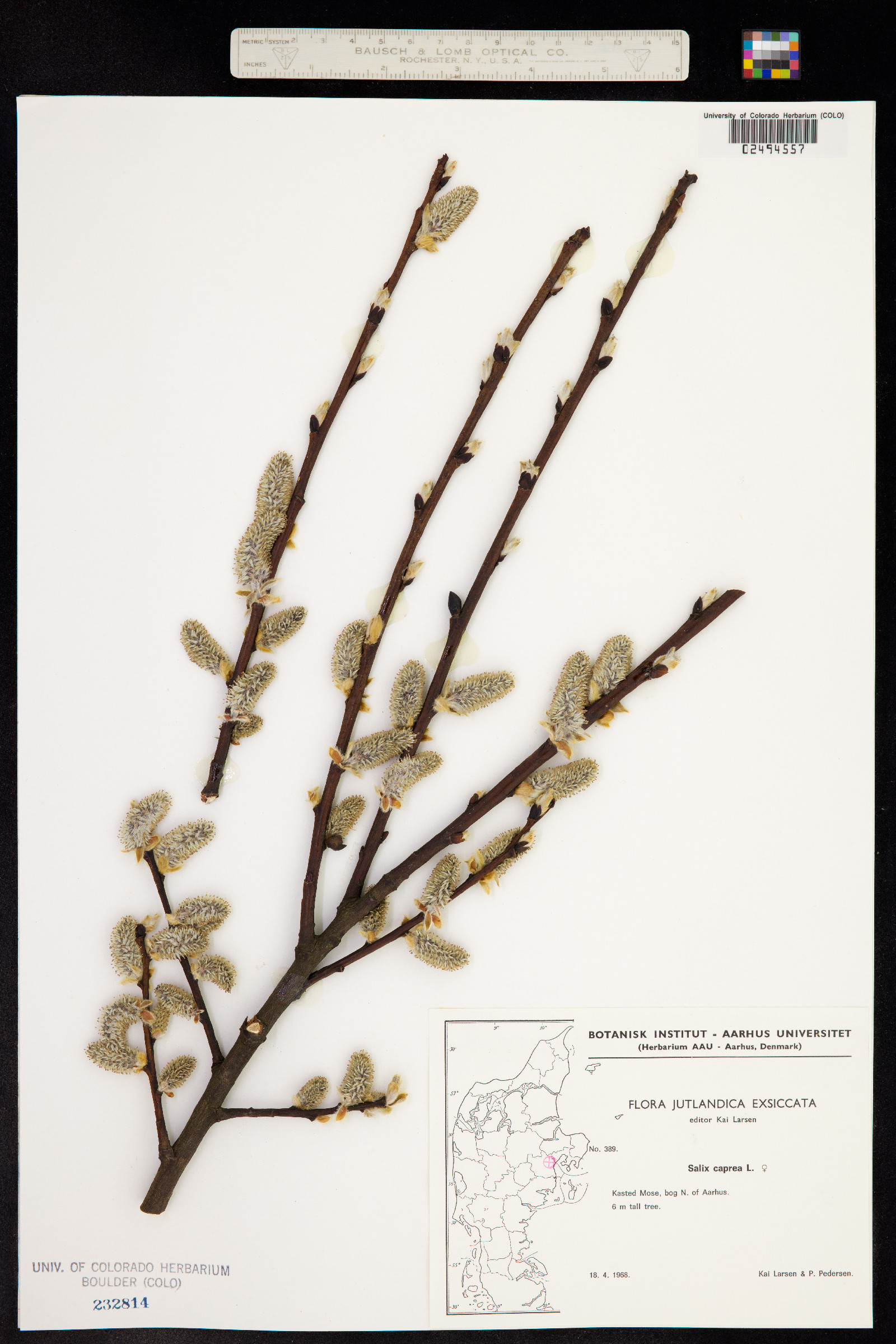 Salix caprea image
