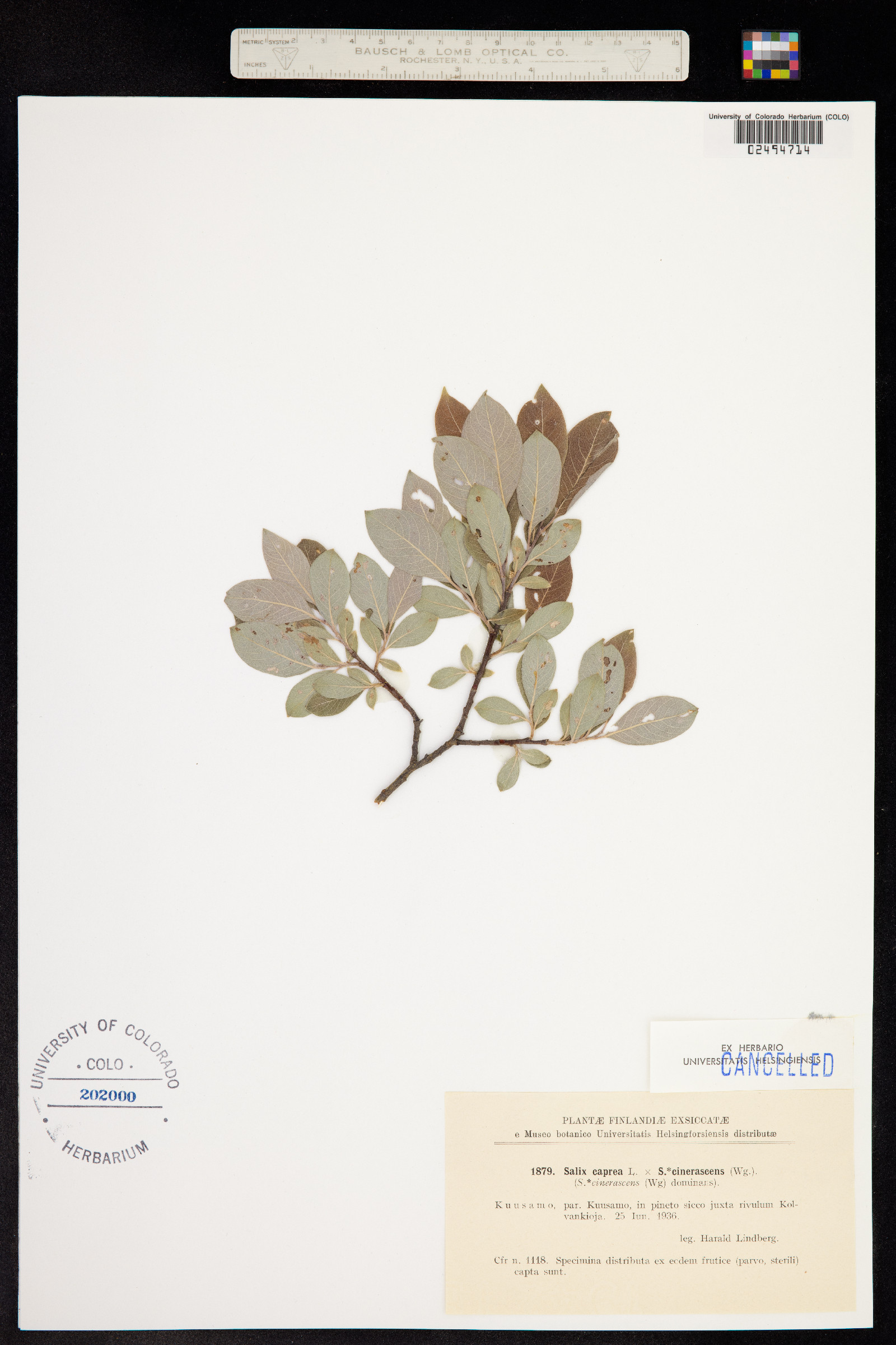 Salix caprea image