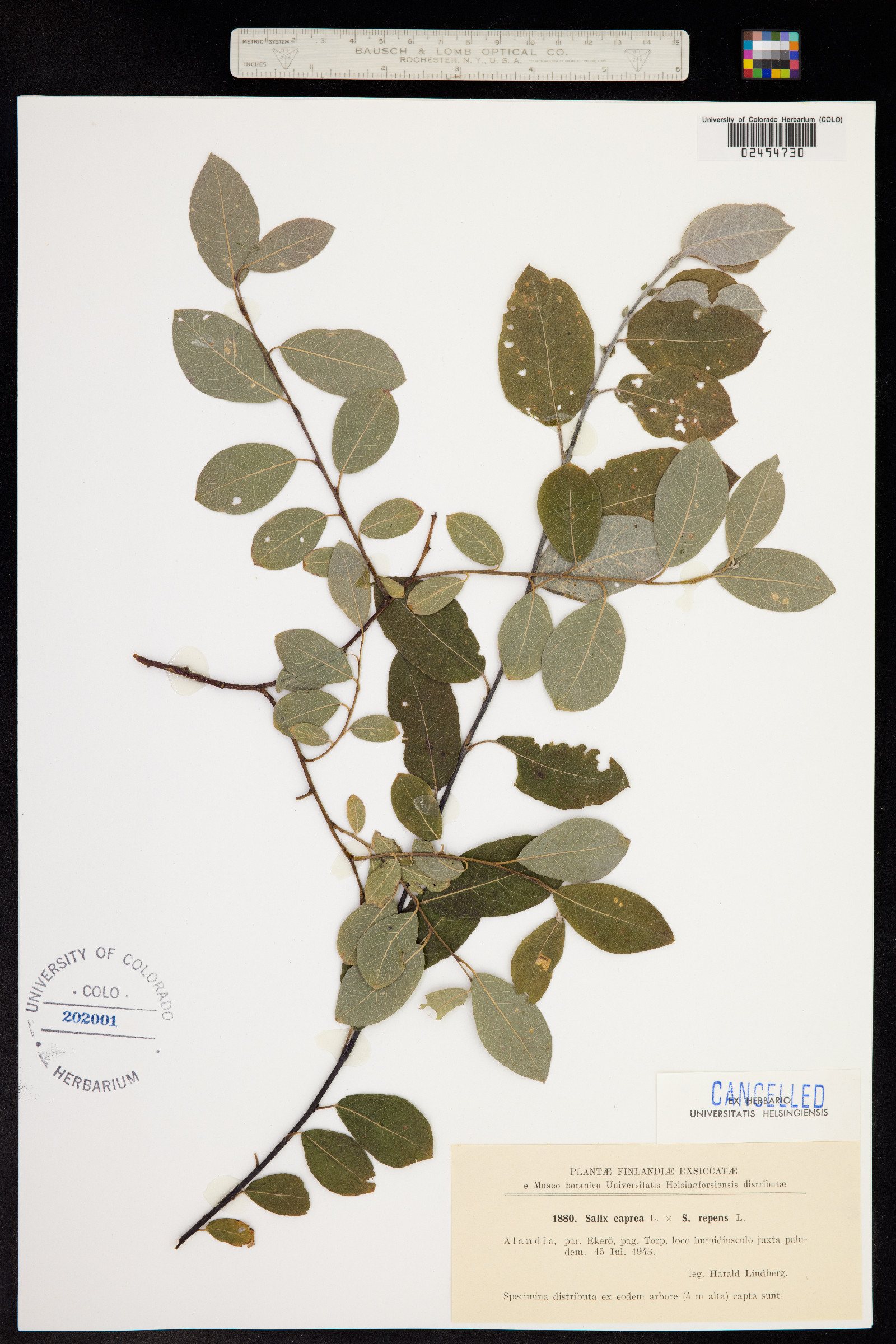 Salix caprea image