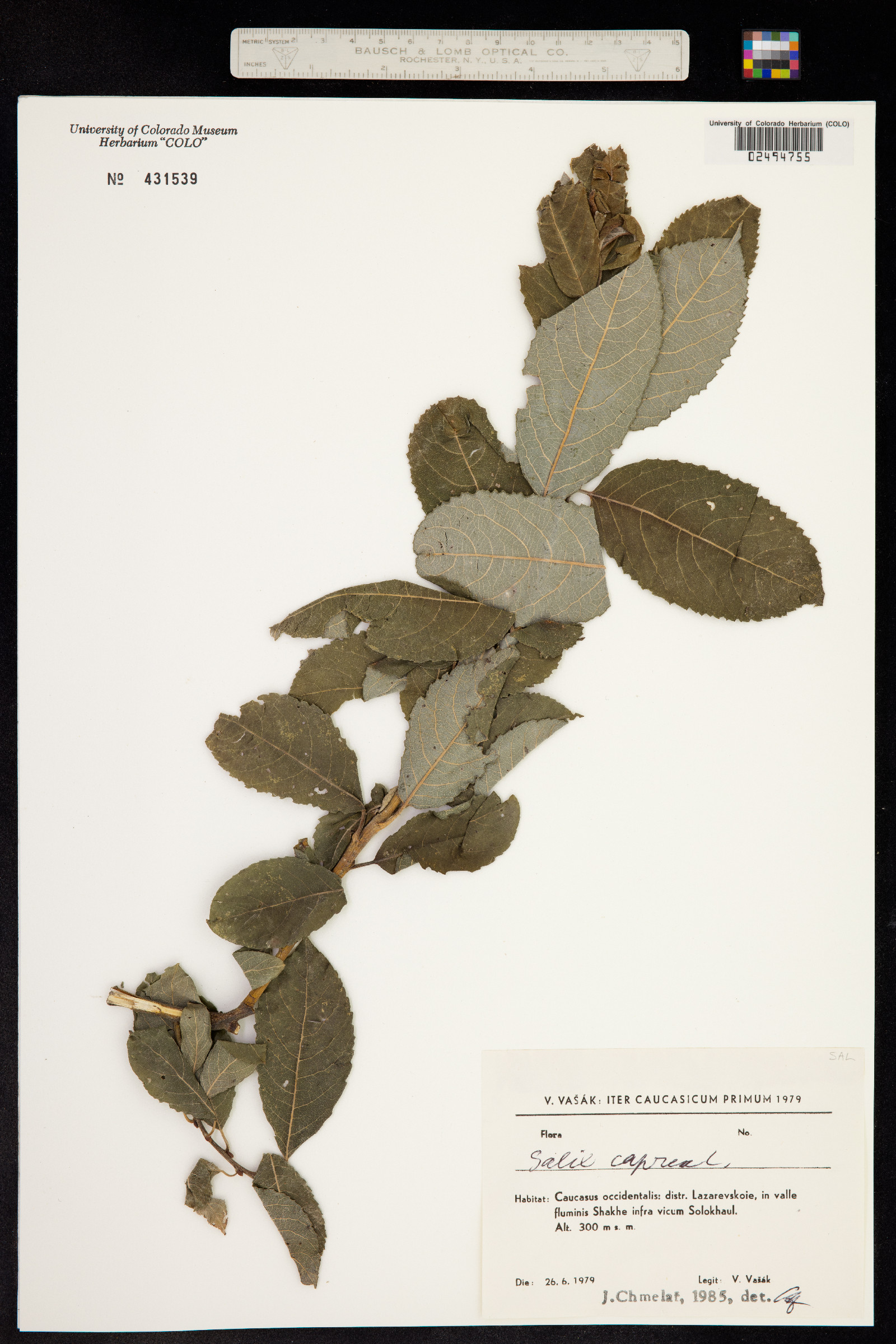 Salix caprea image