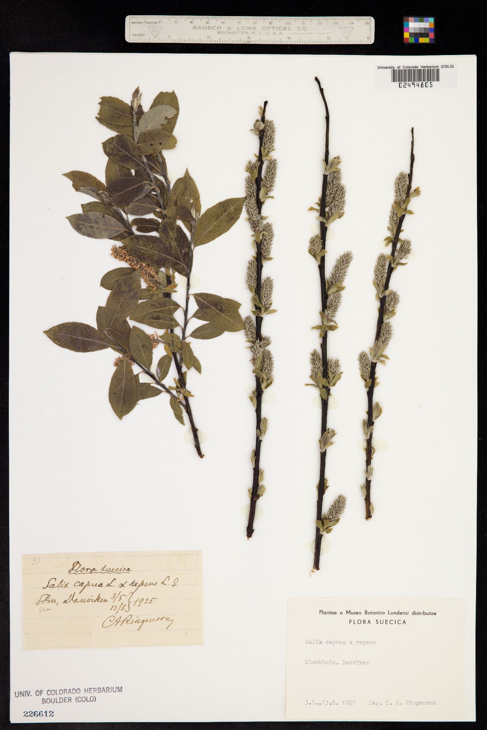 Salix caprea image