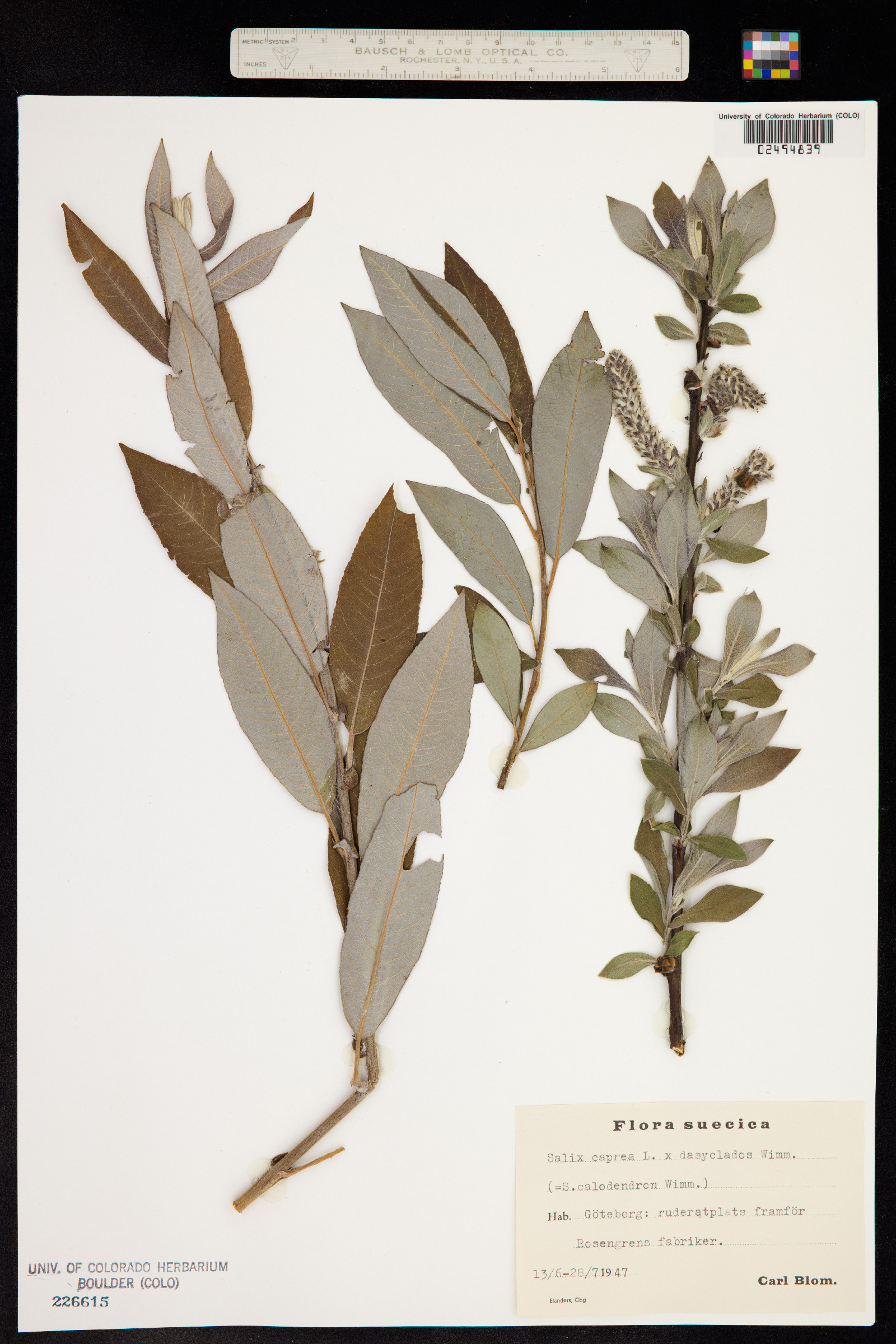 Salix caprea image