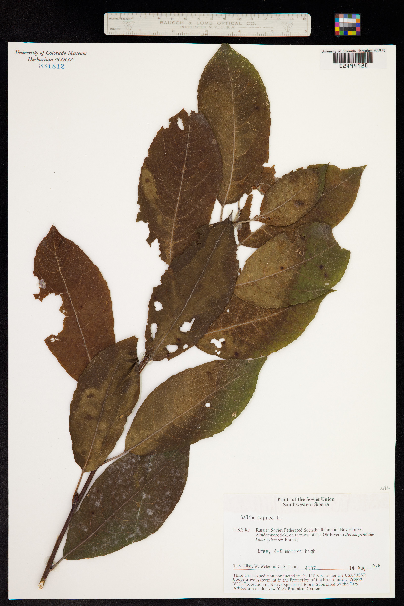 Salix caprea image