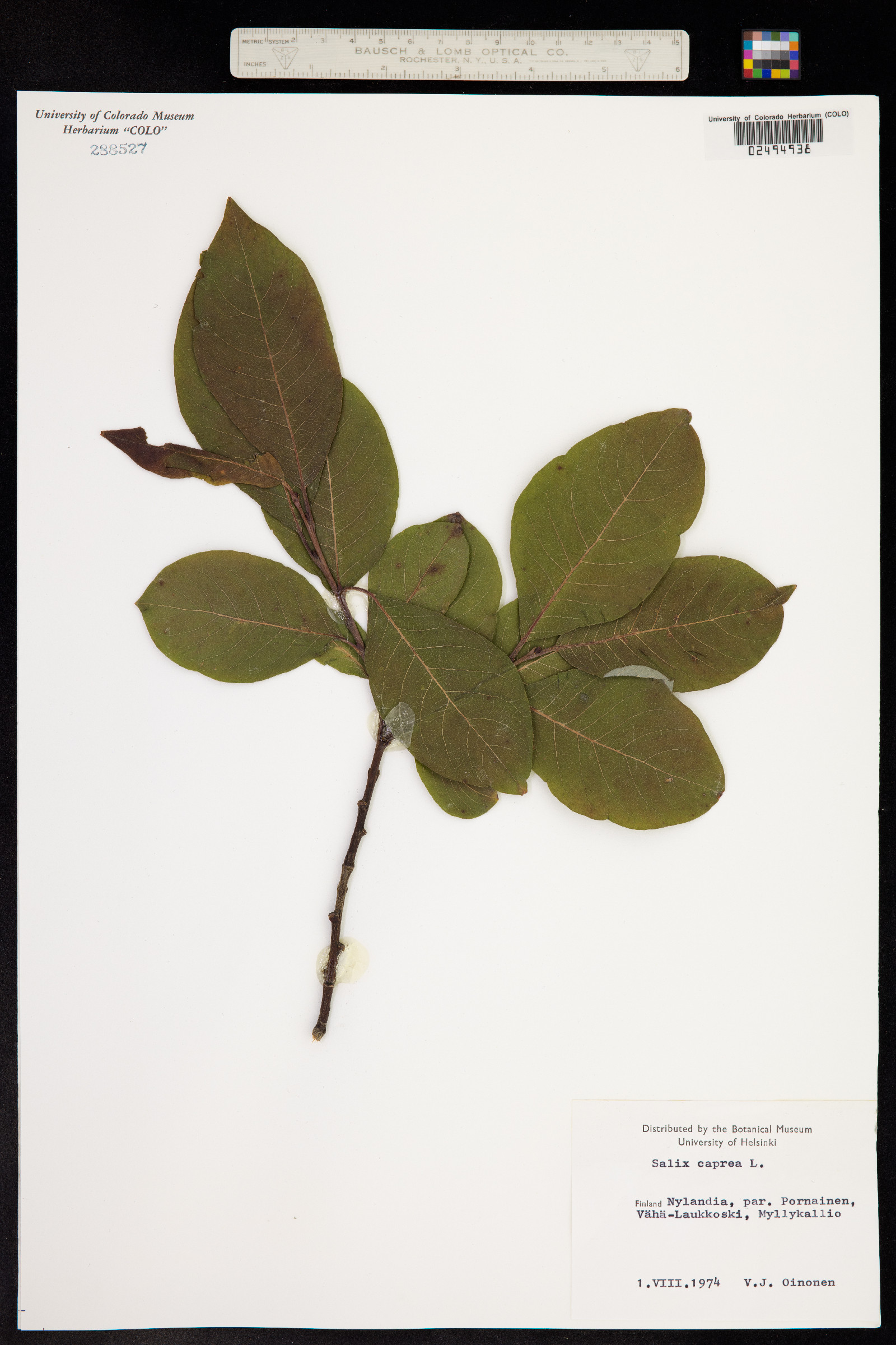 Salix caprea image