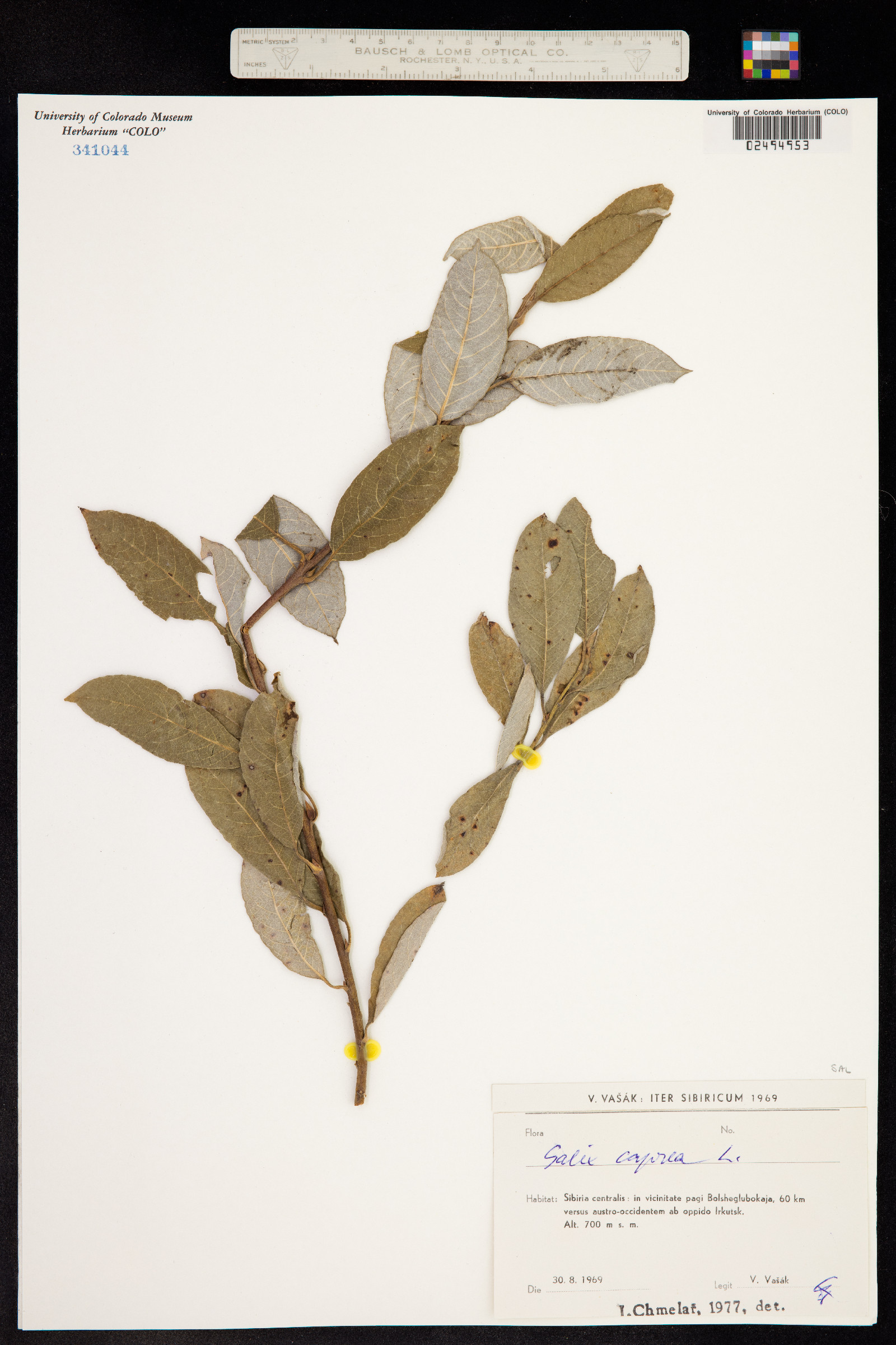 Salix caprea image