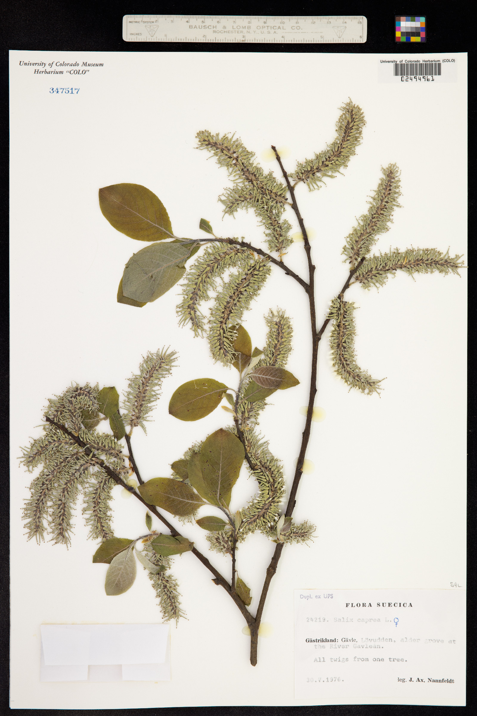 Salix caprea image