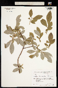 Image of Salix caucasica
