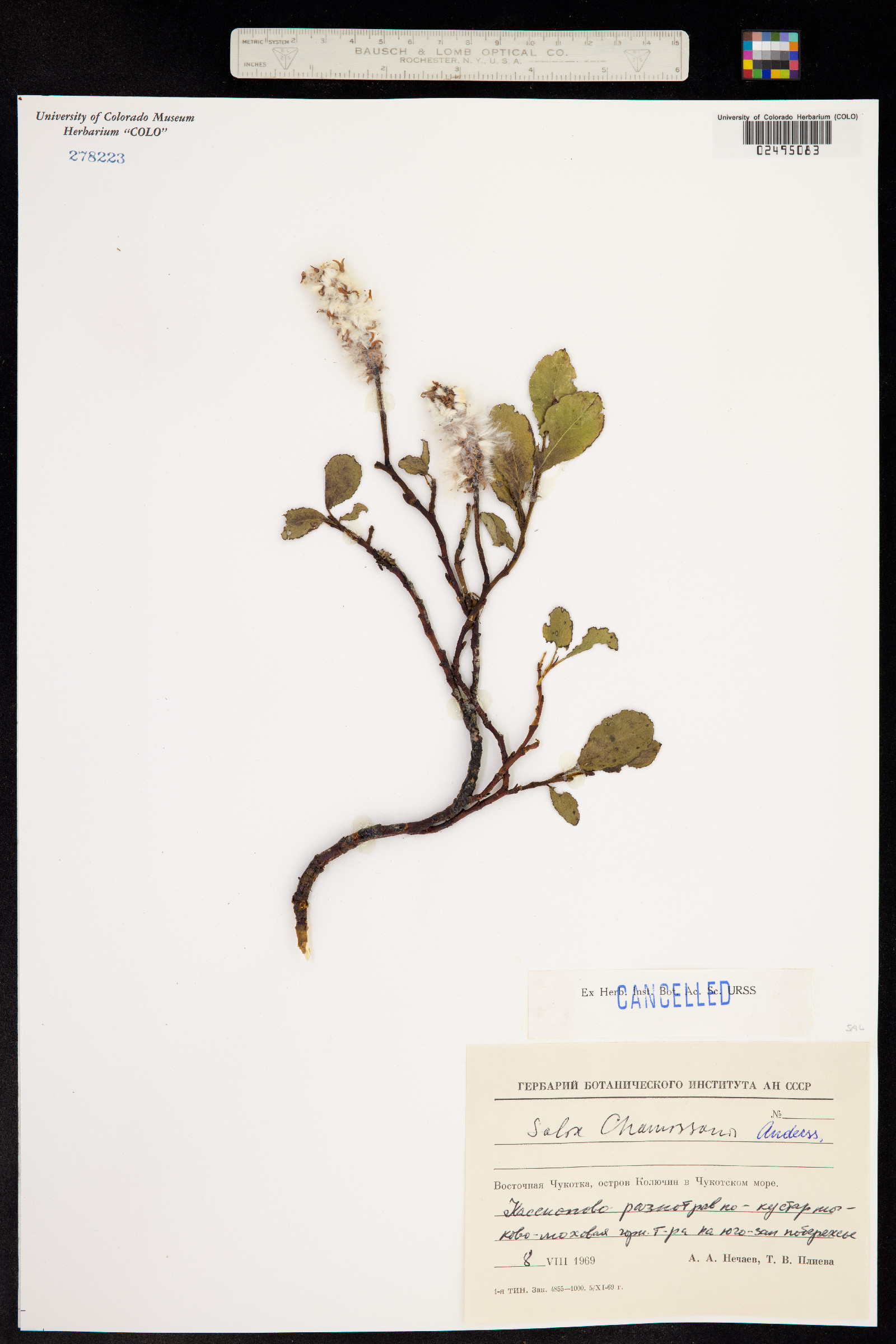 Salix chamissonis image