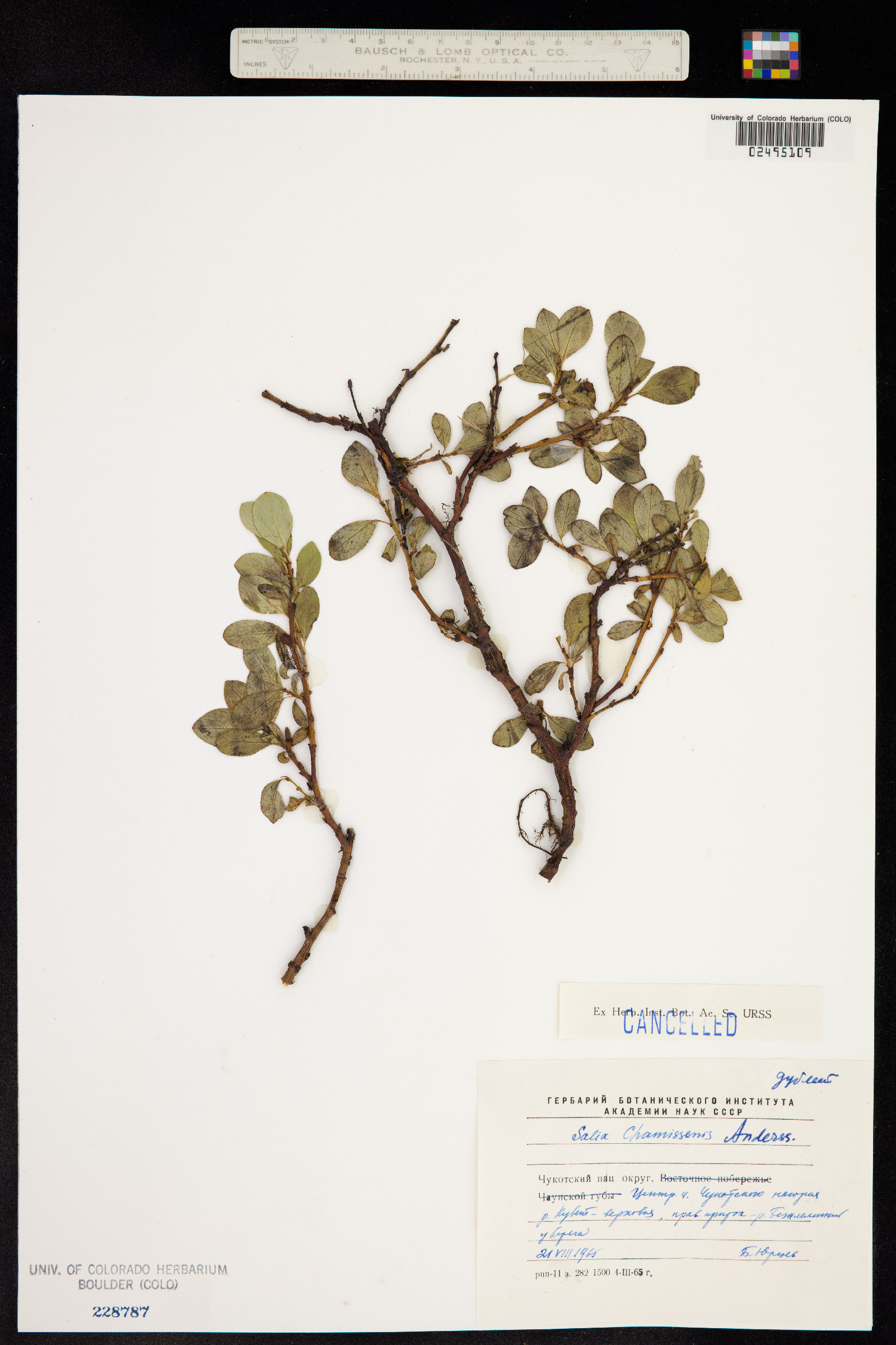 Salix chamissonis image