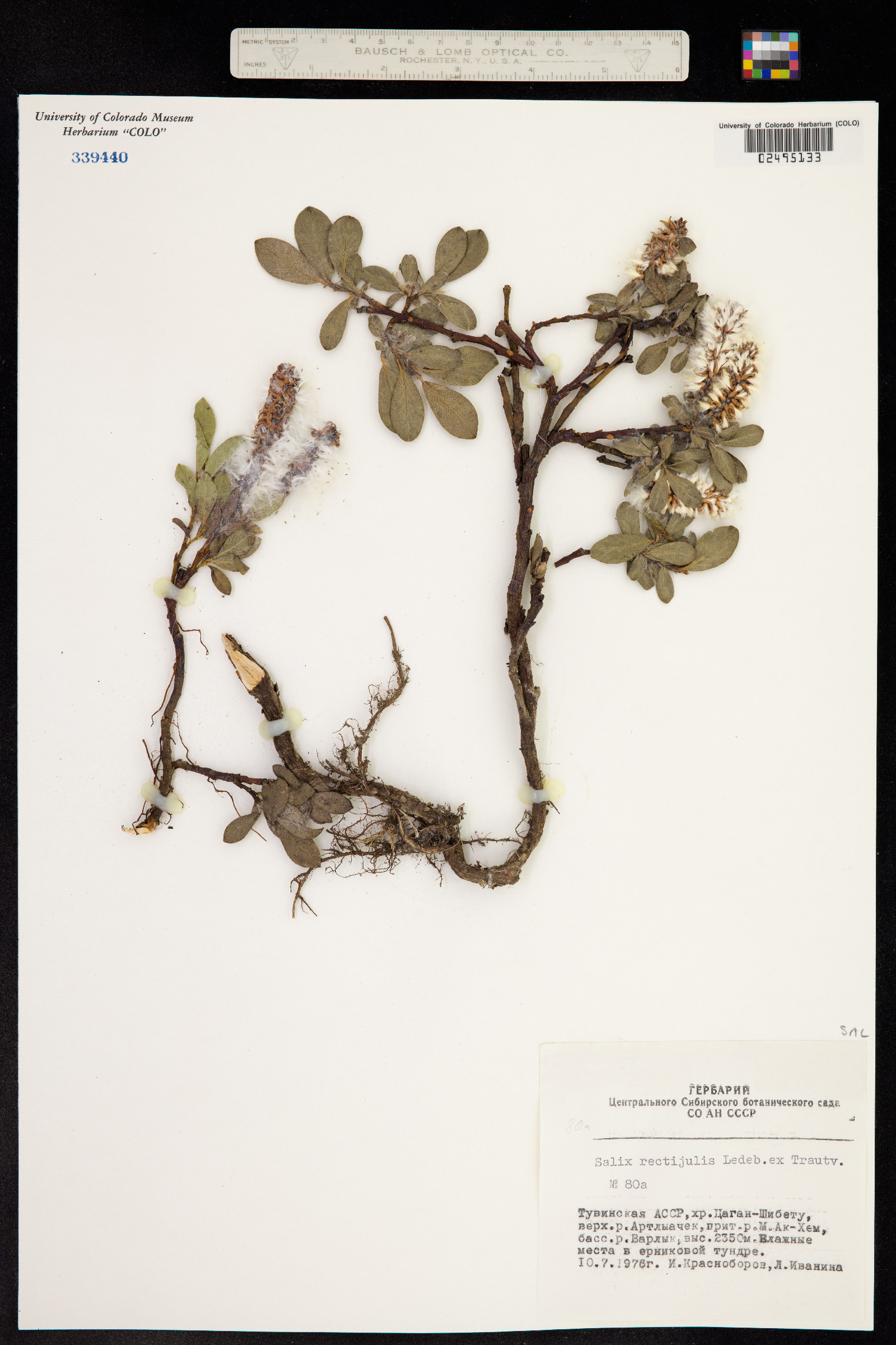 Salix chamissonis image
