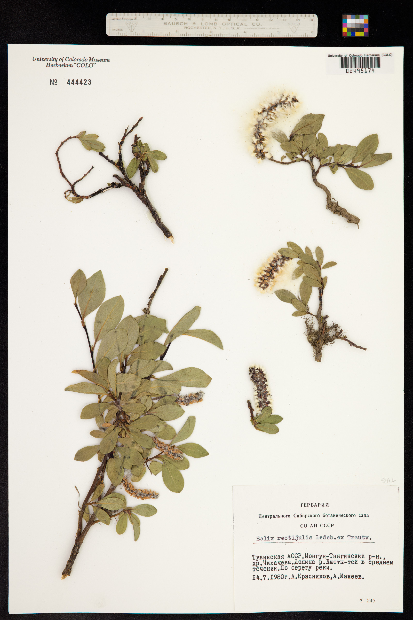 Salix chamissonis image