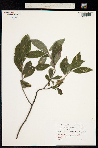 Salix cinerea image