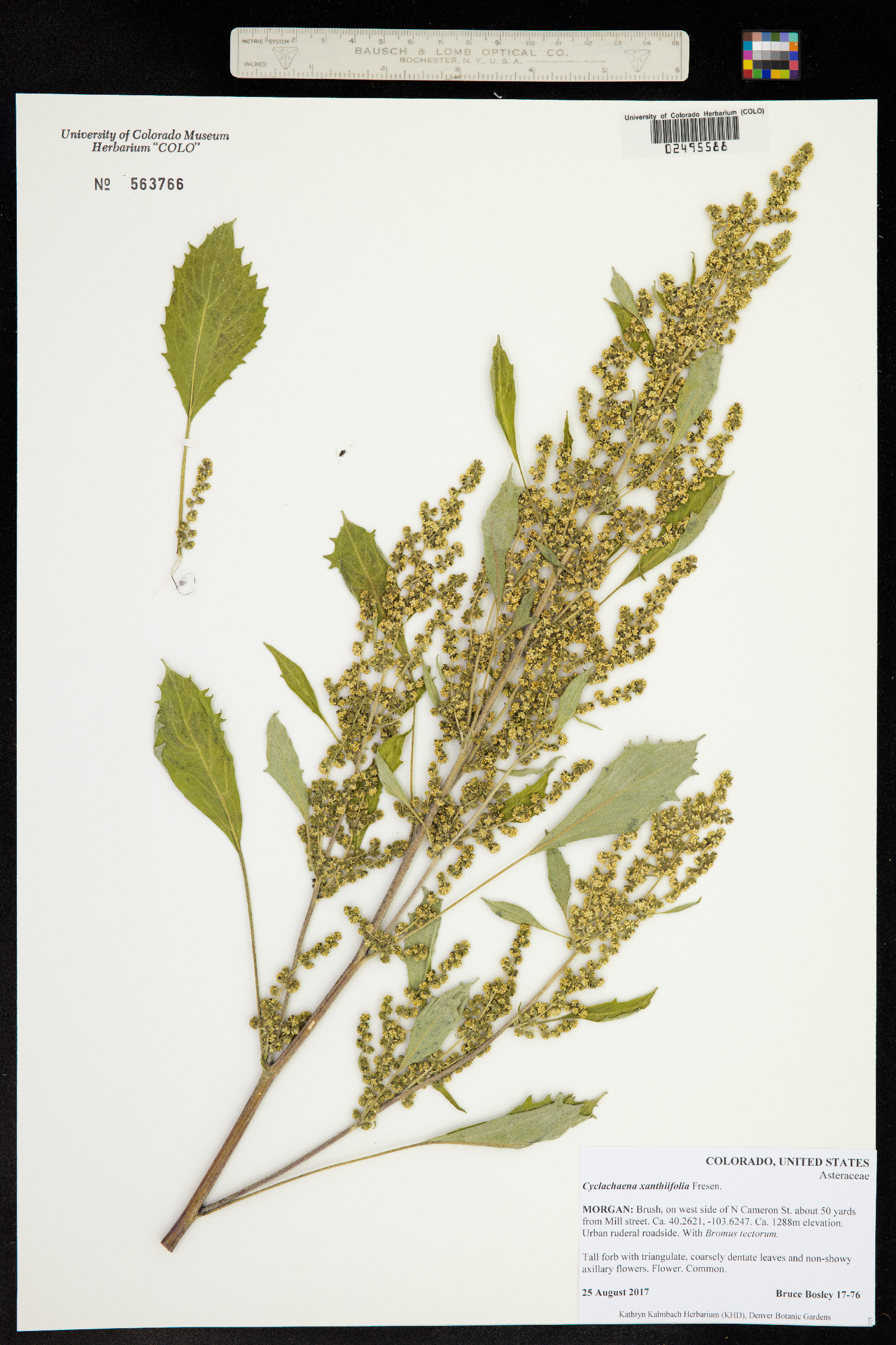 Cyclachaena xanthiifolia image
