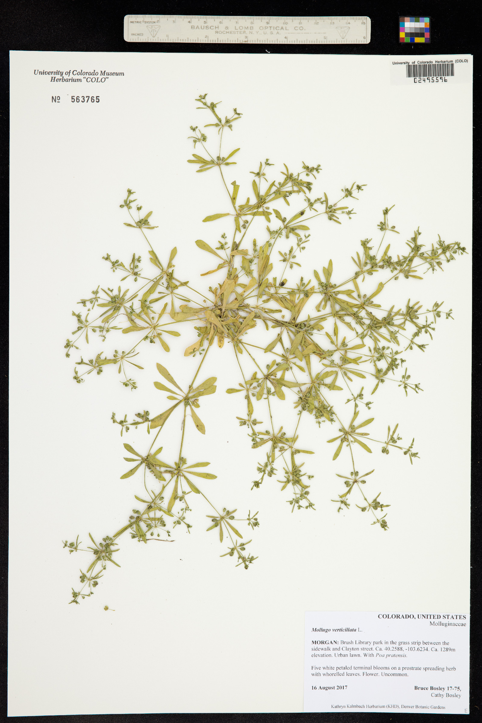 Mollugo verticillata image