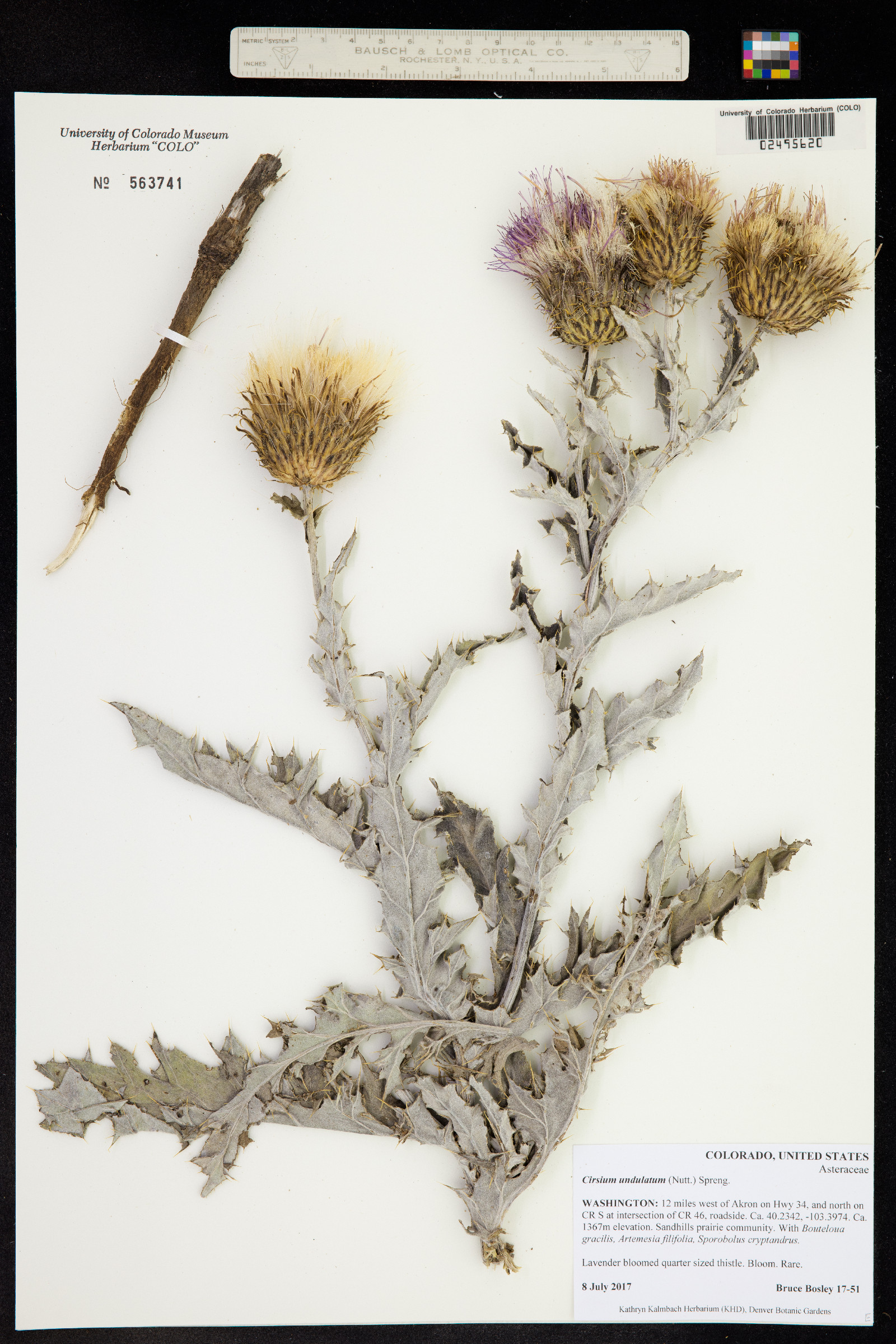 Cirsium undulatum image