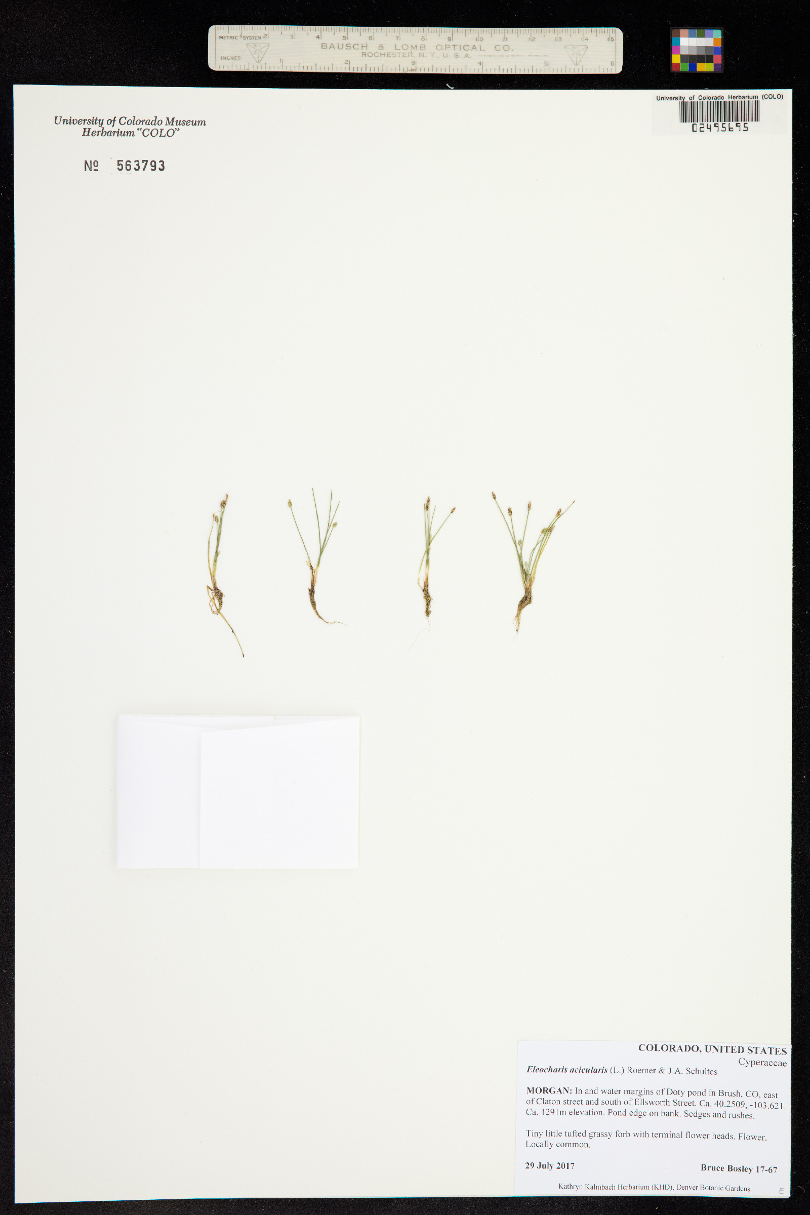 Eleocharis acicularis image