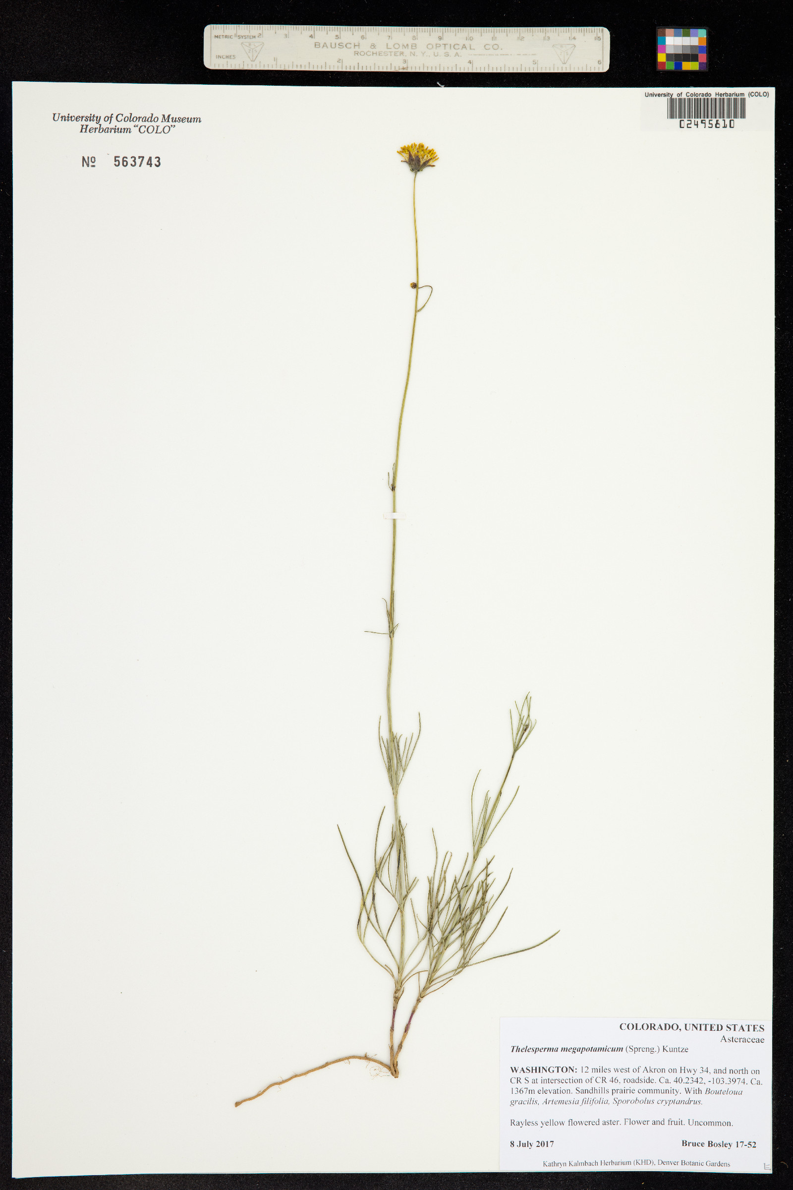 Thelesperma megapotamicum image