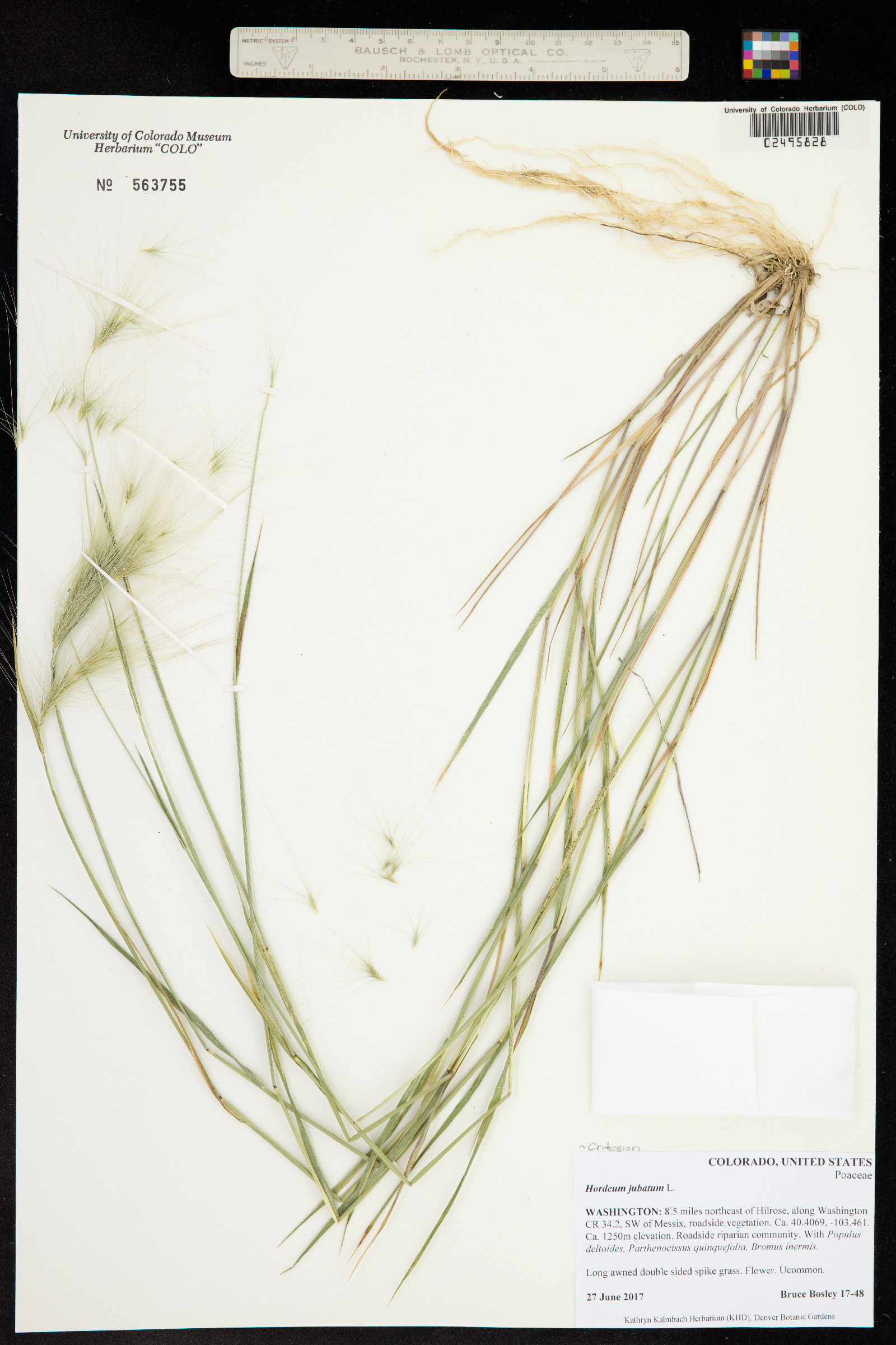Hordeum jubatum image