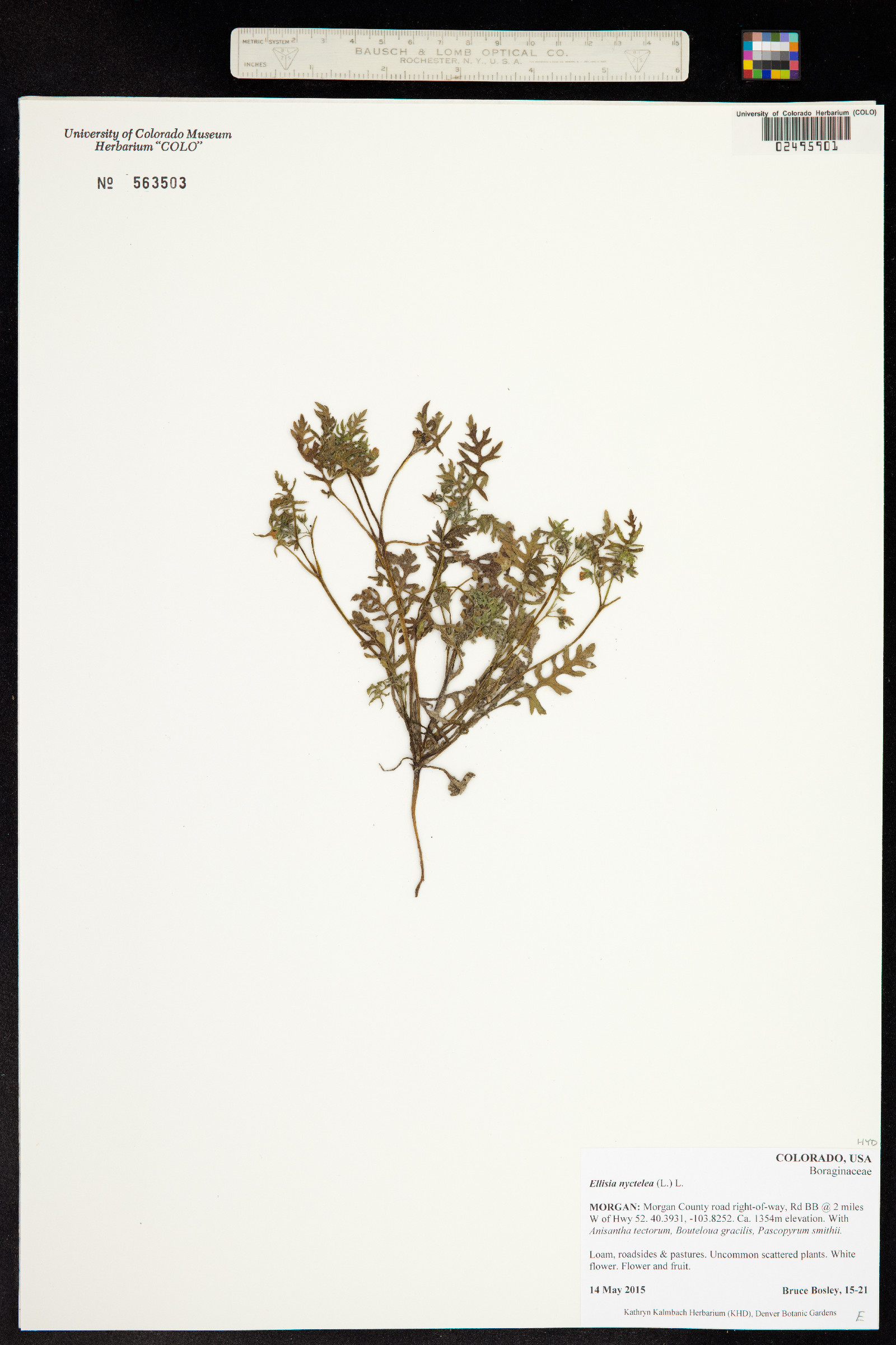 Ellisia nyctelea image