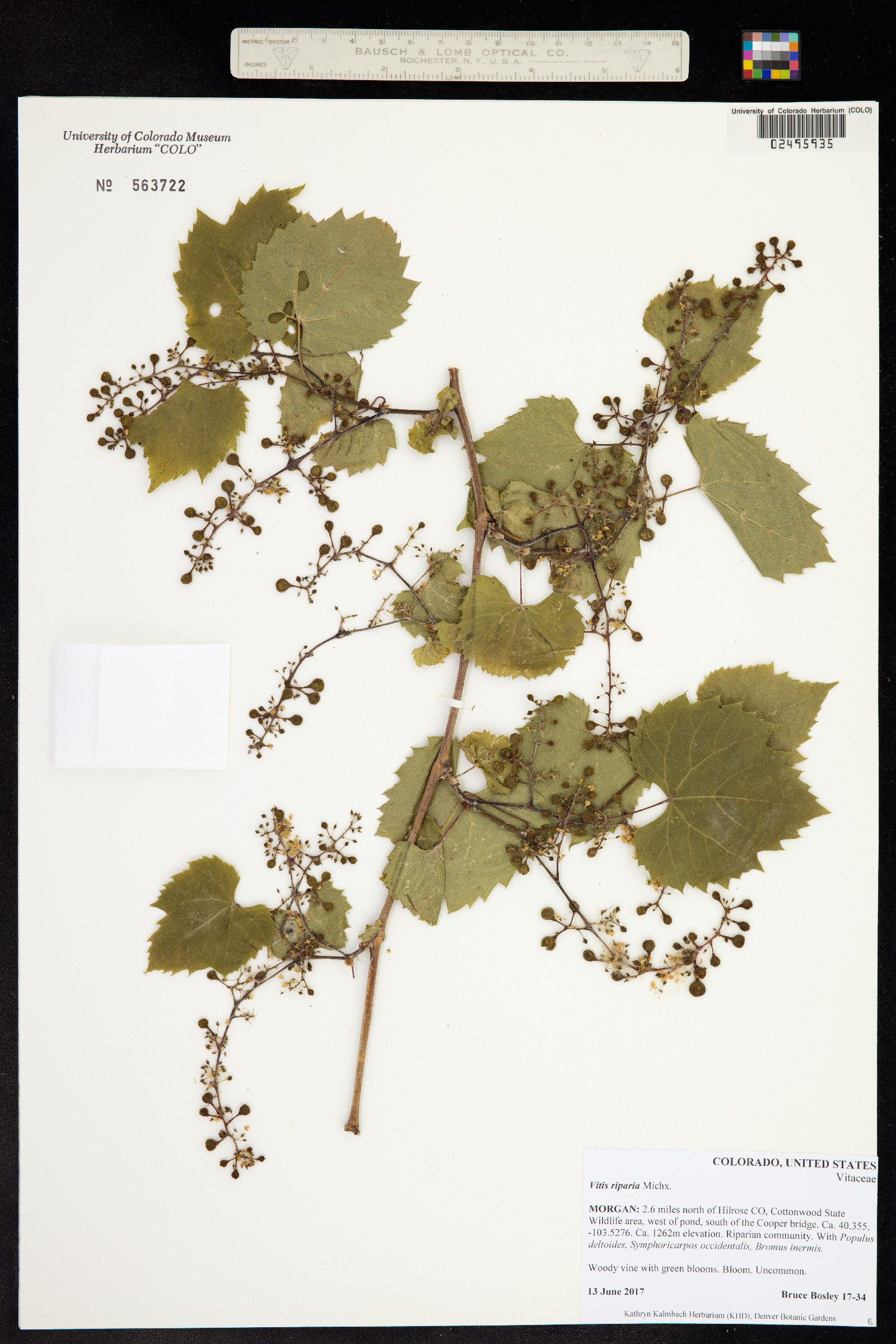 Vitis riparia image