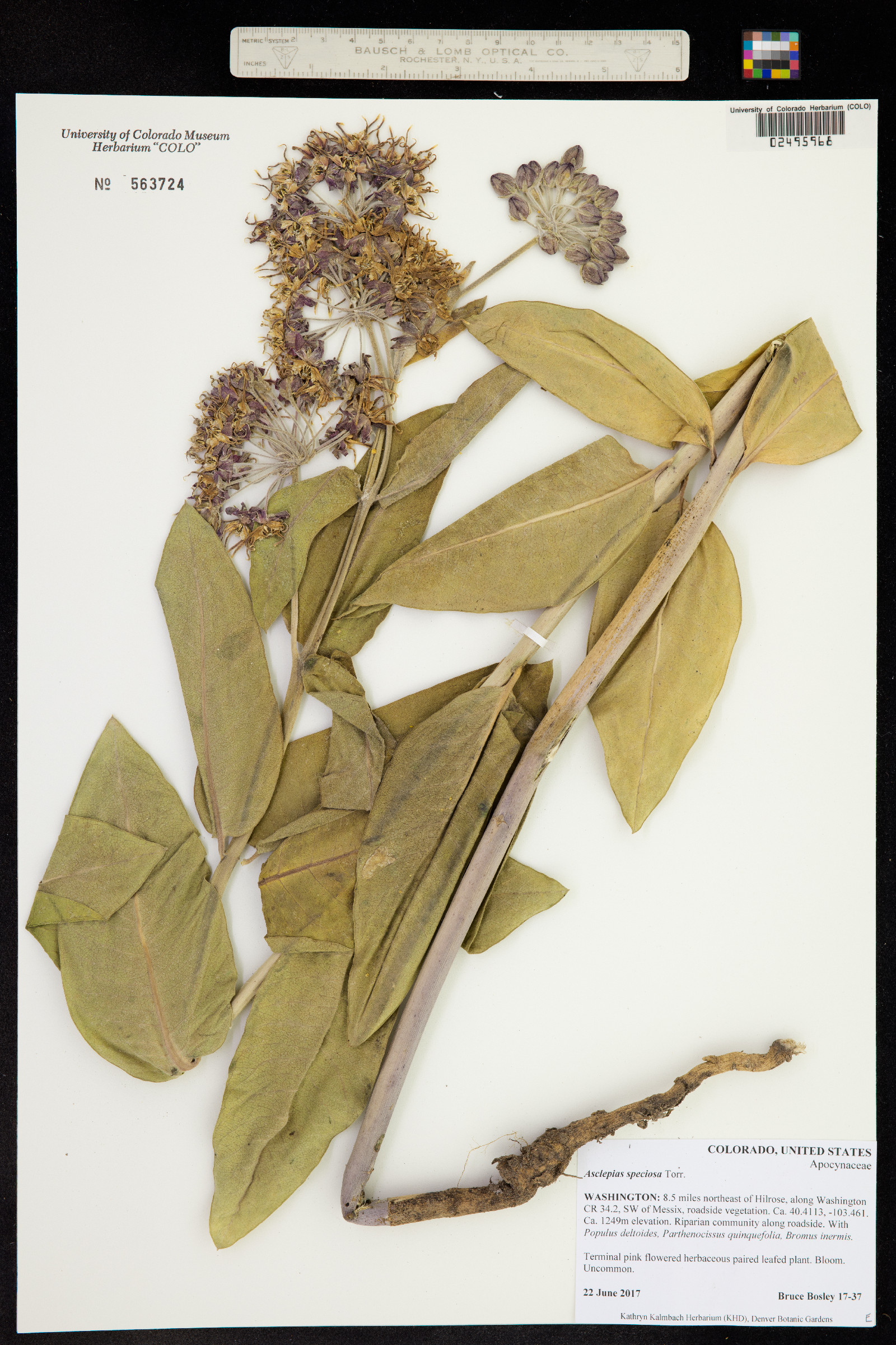 Asclepias speciosa image