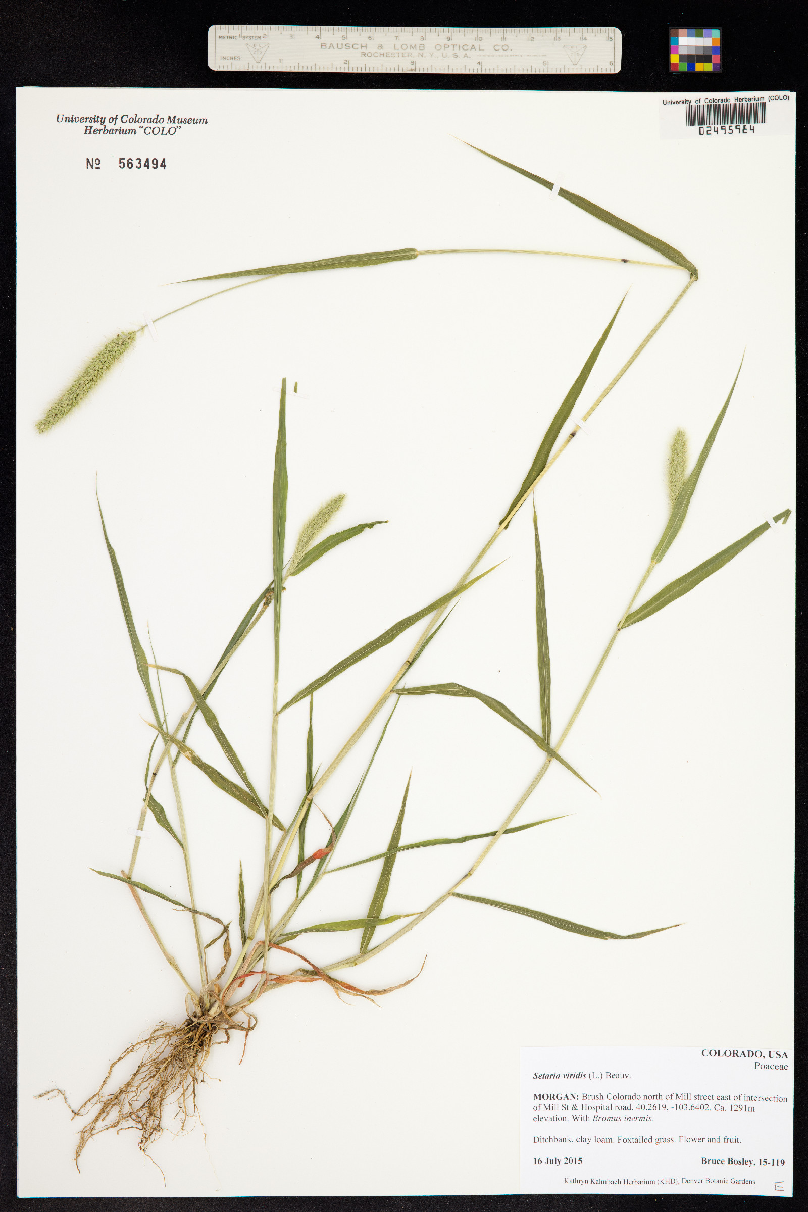 Setaria viridis image