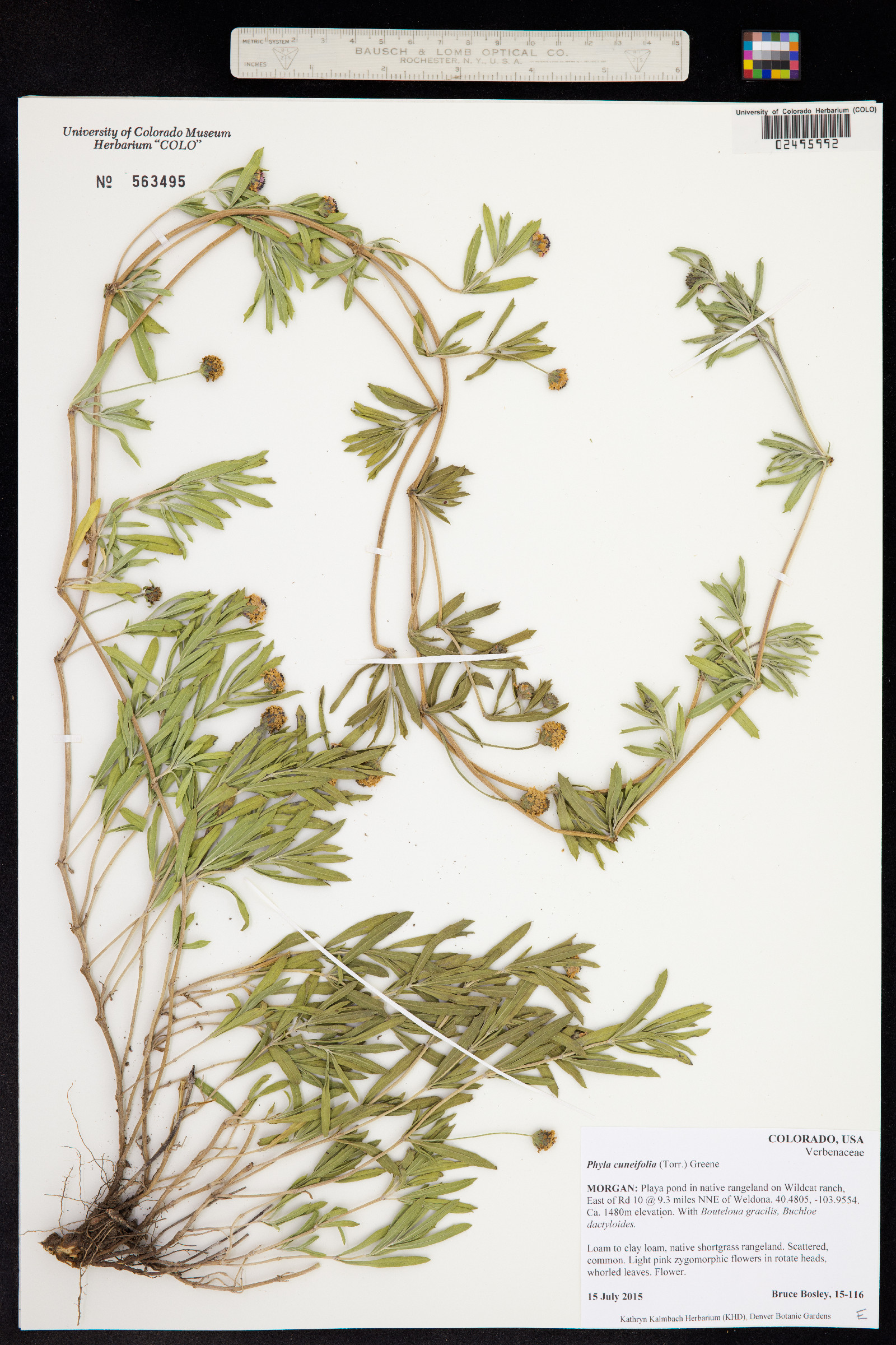 Phyla cuneifolia image