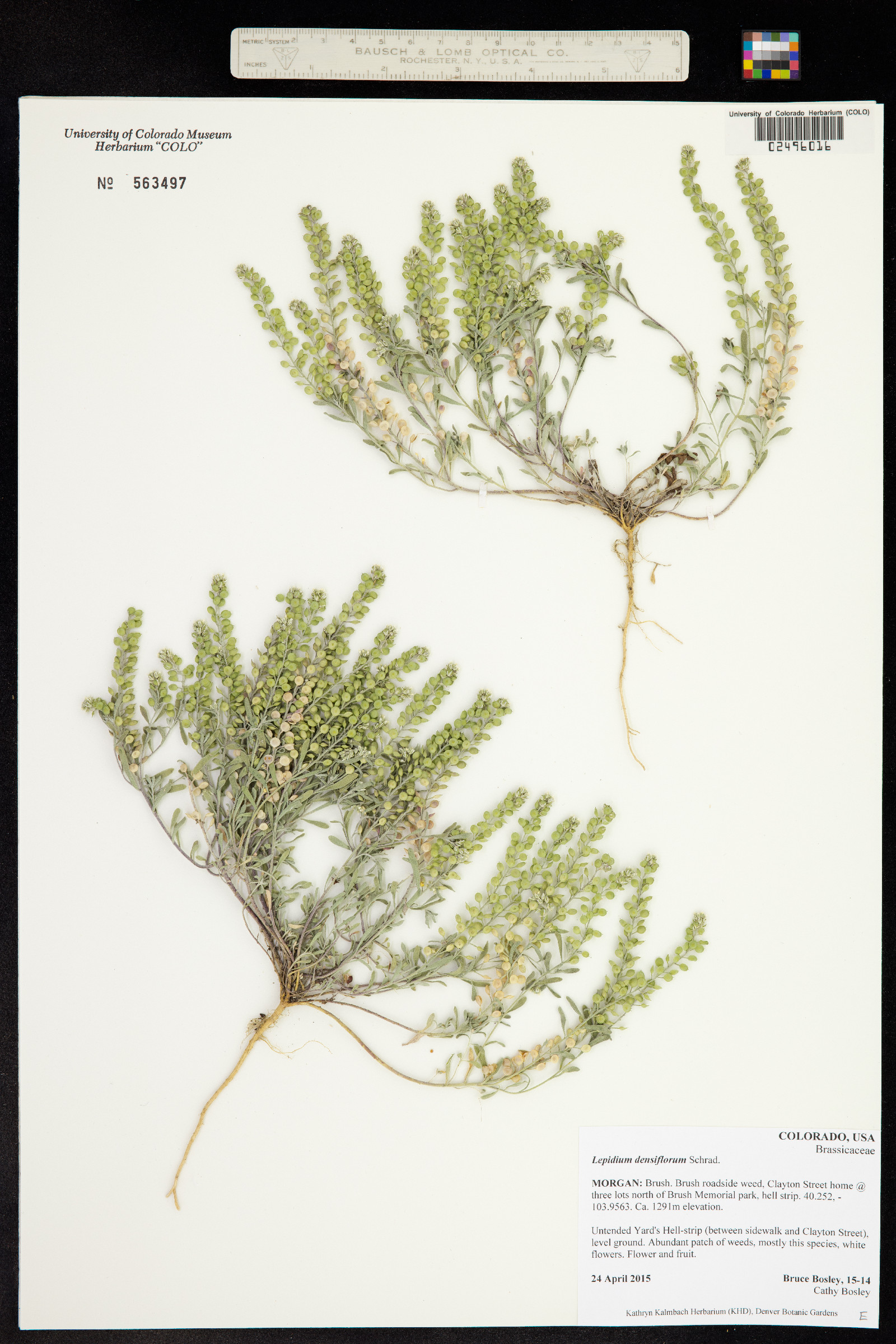 Lepidium densiflorum image