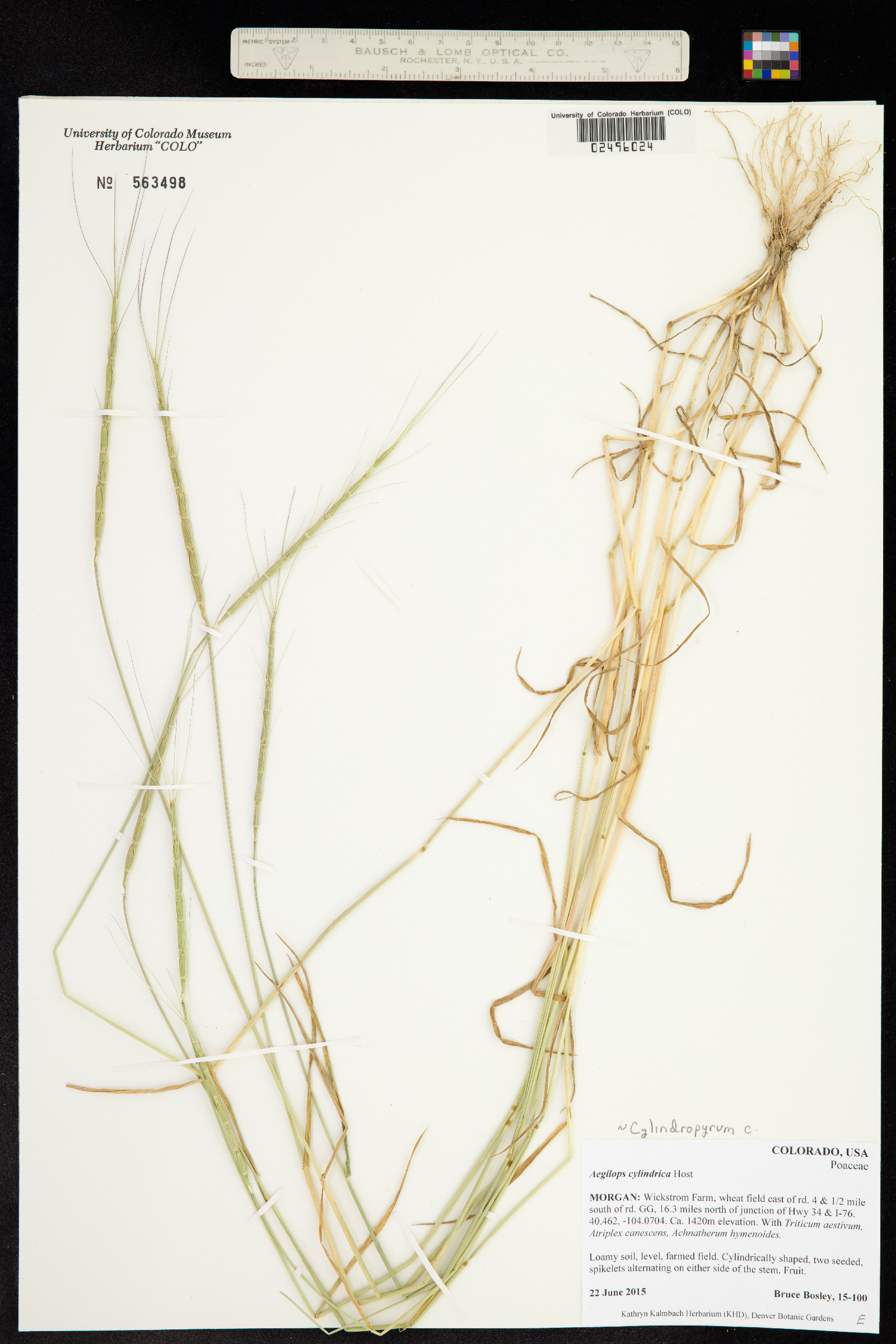 Aegilops cylindrica image