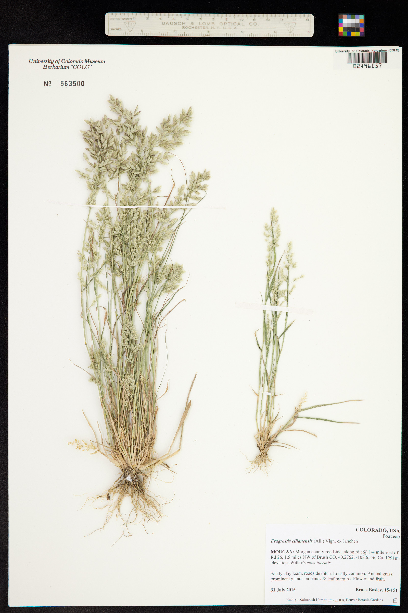 Eragrostis cilianensis image