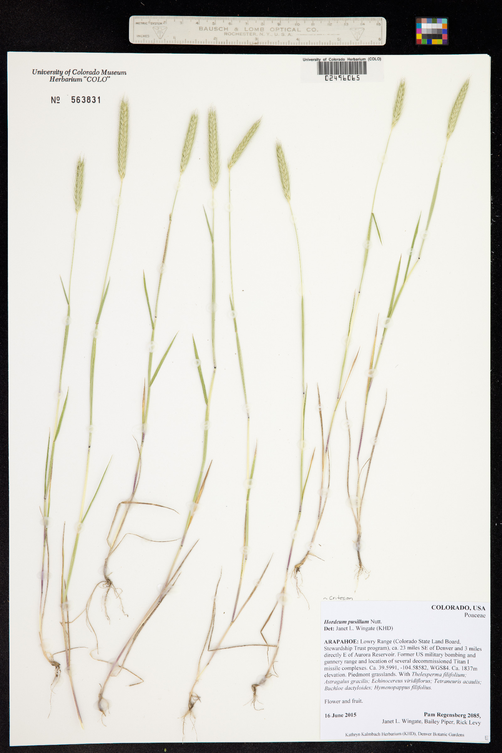 Hordeum pusillum image