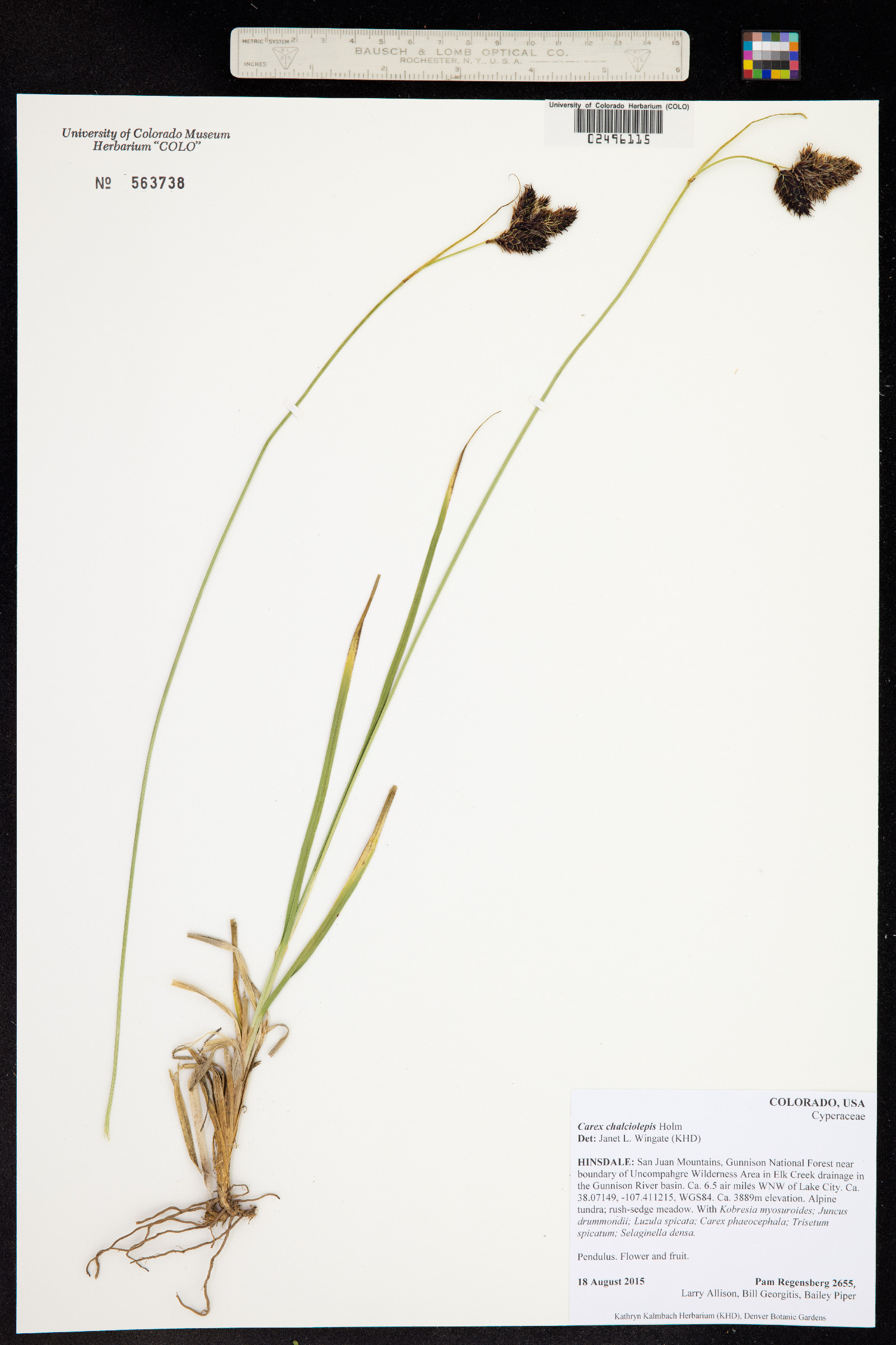 Carex chalciolepis image