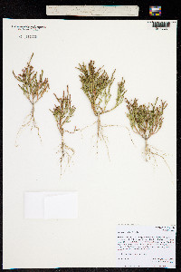Image of Salicornia ramosissima