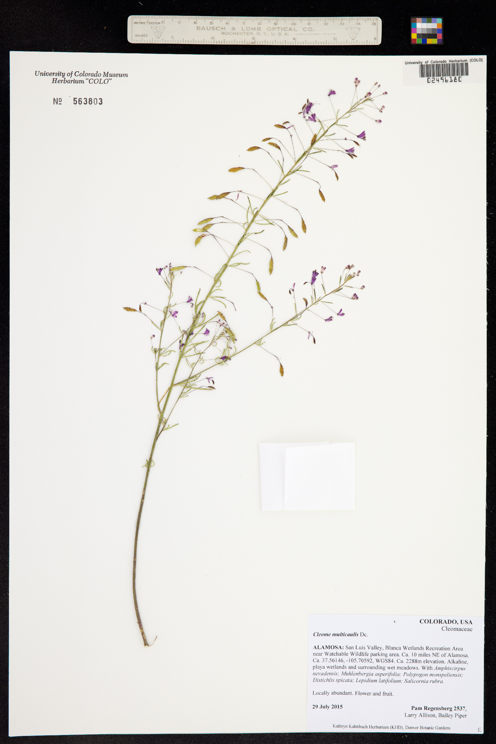 Peritoma multicaulis image