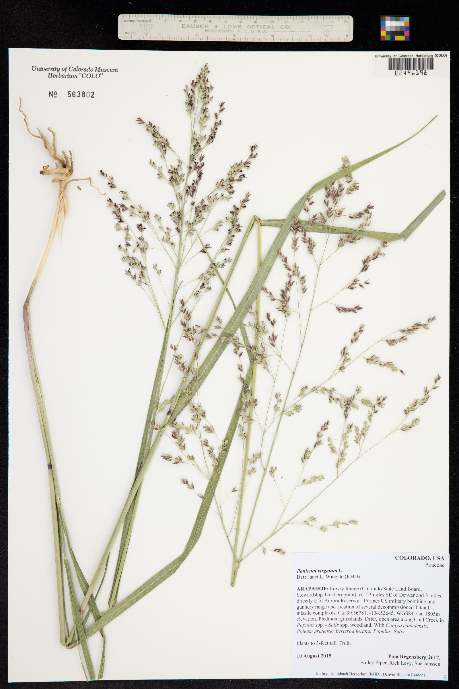 Panicum virgatum image