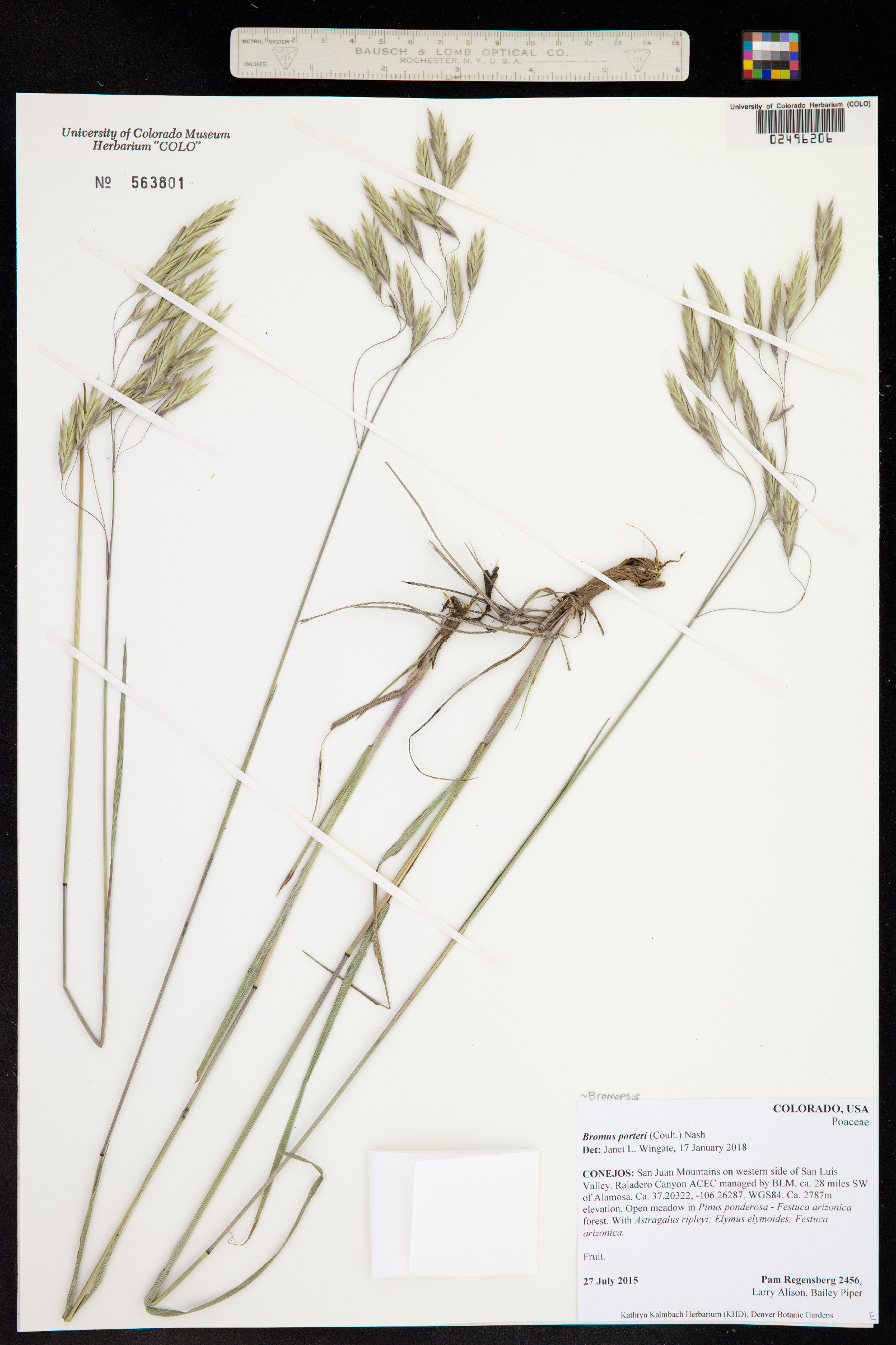 Bromus porteri image