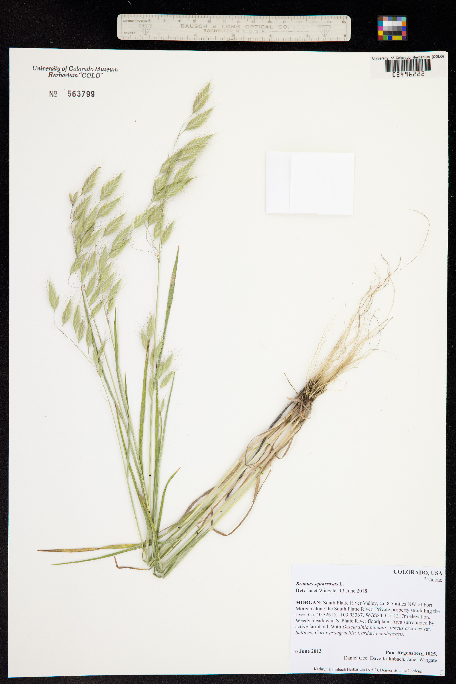 Bromus squarrosus image