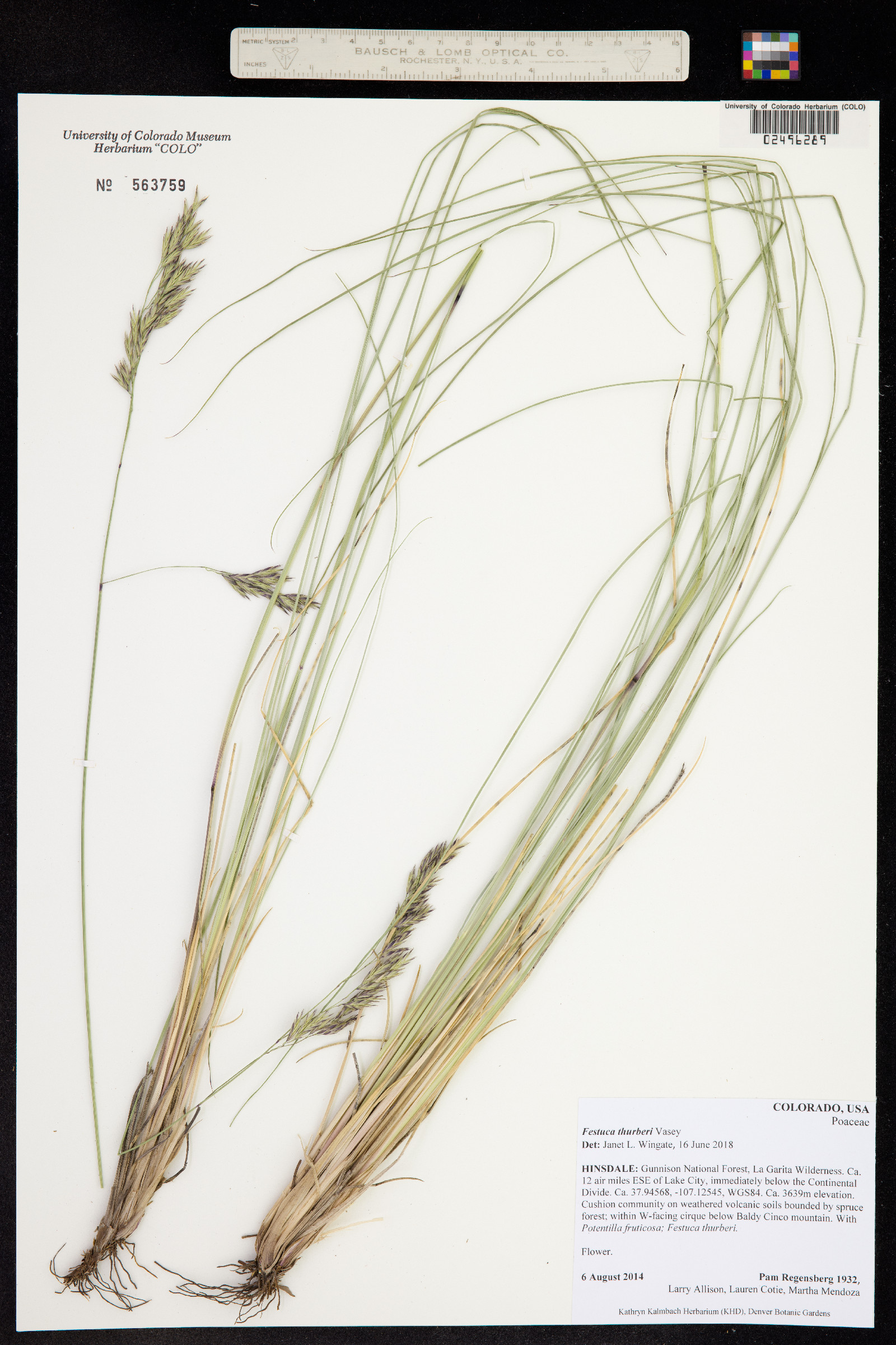 Festuca thurberi image