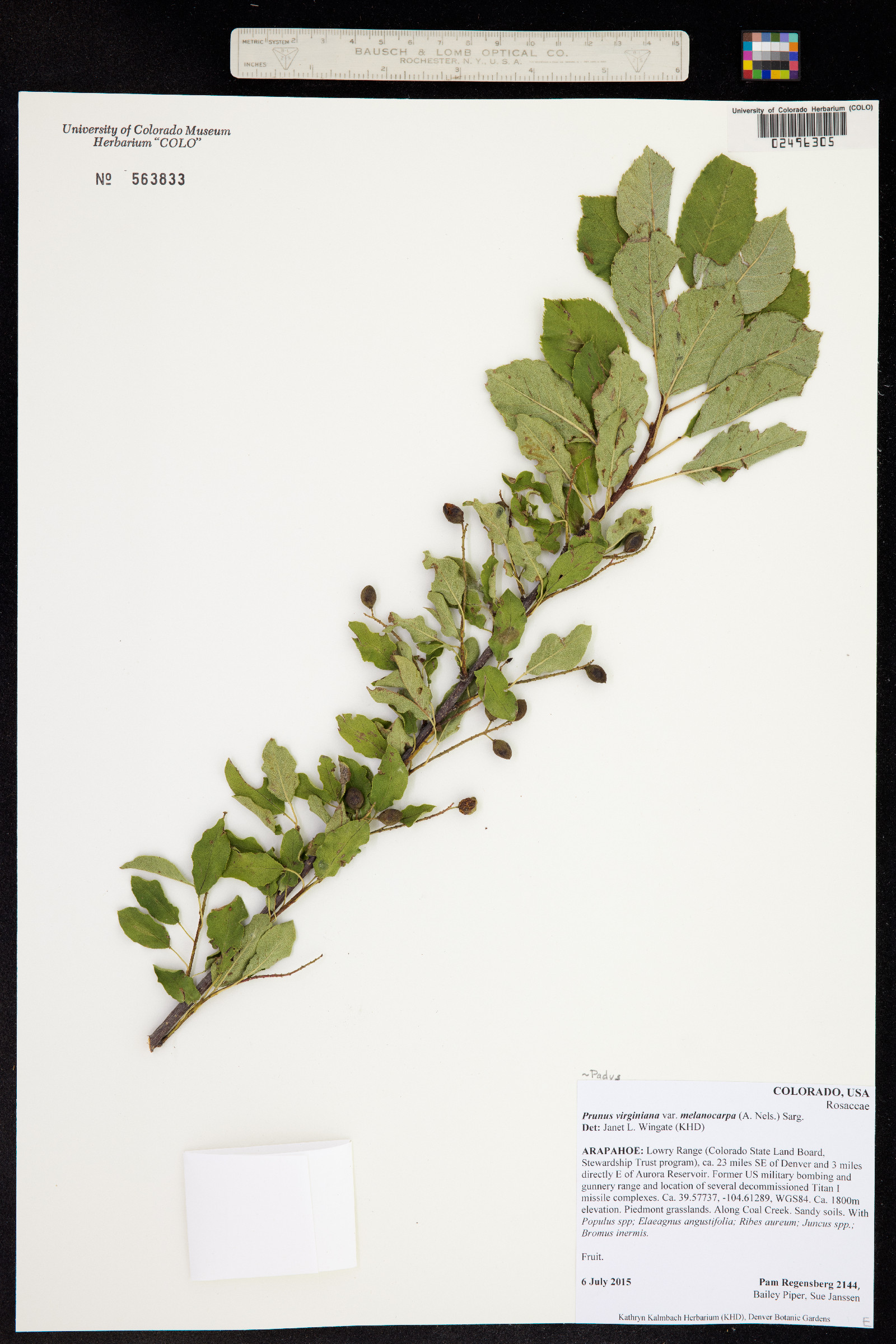 Prunus virginiana image