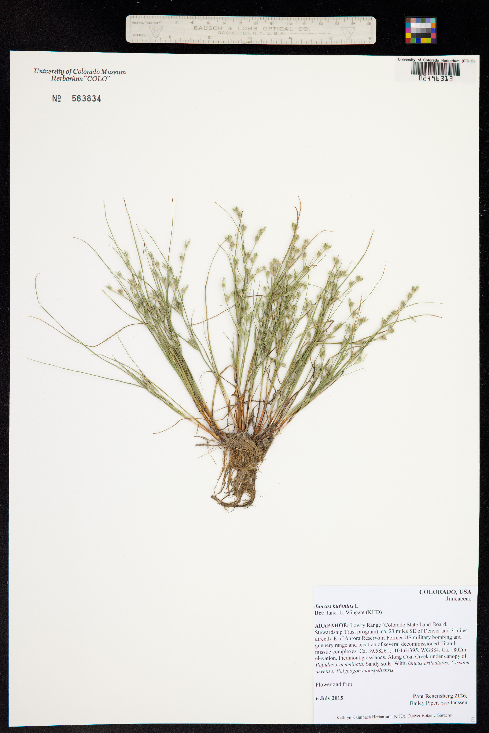 Juncus bufonius image