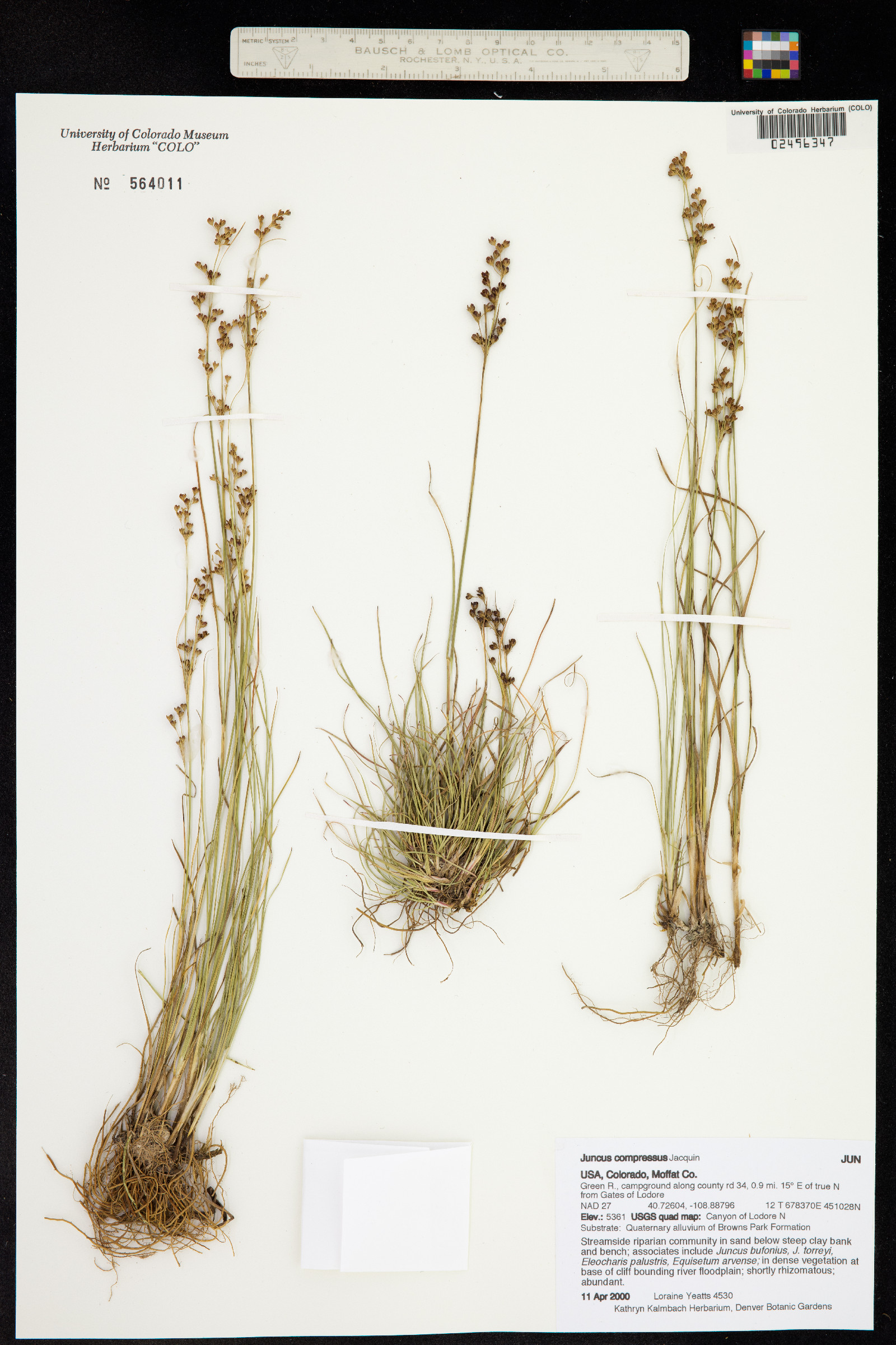 Juncus compressus image