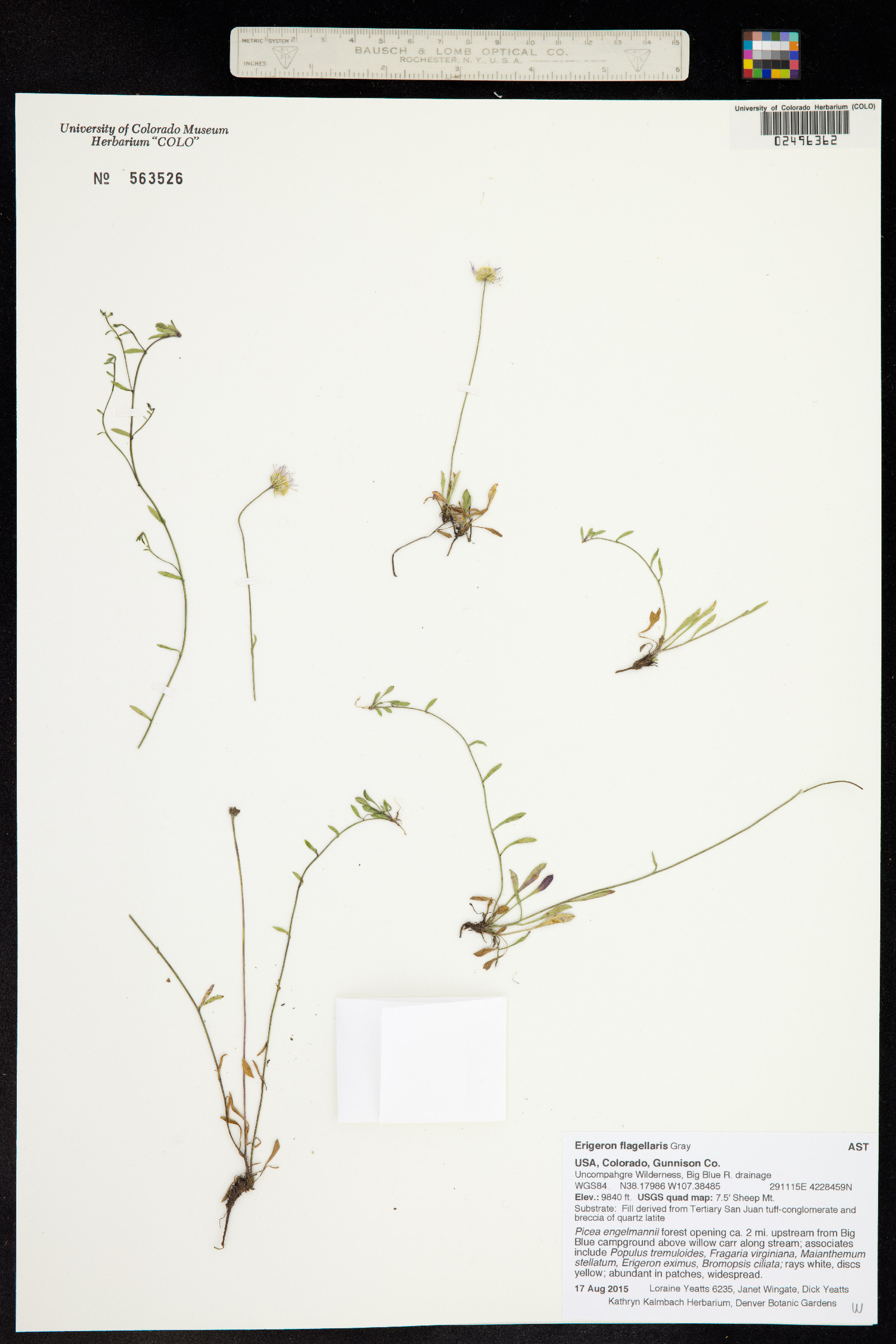 Erigeron flagellaris image