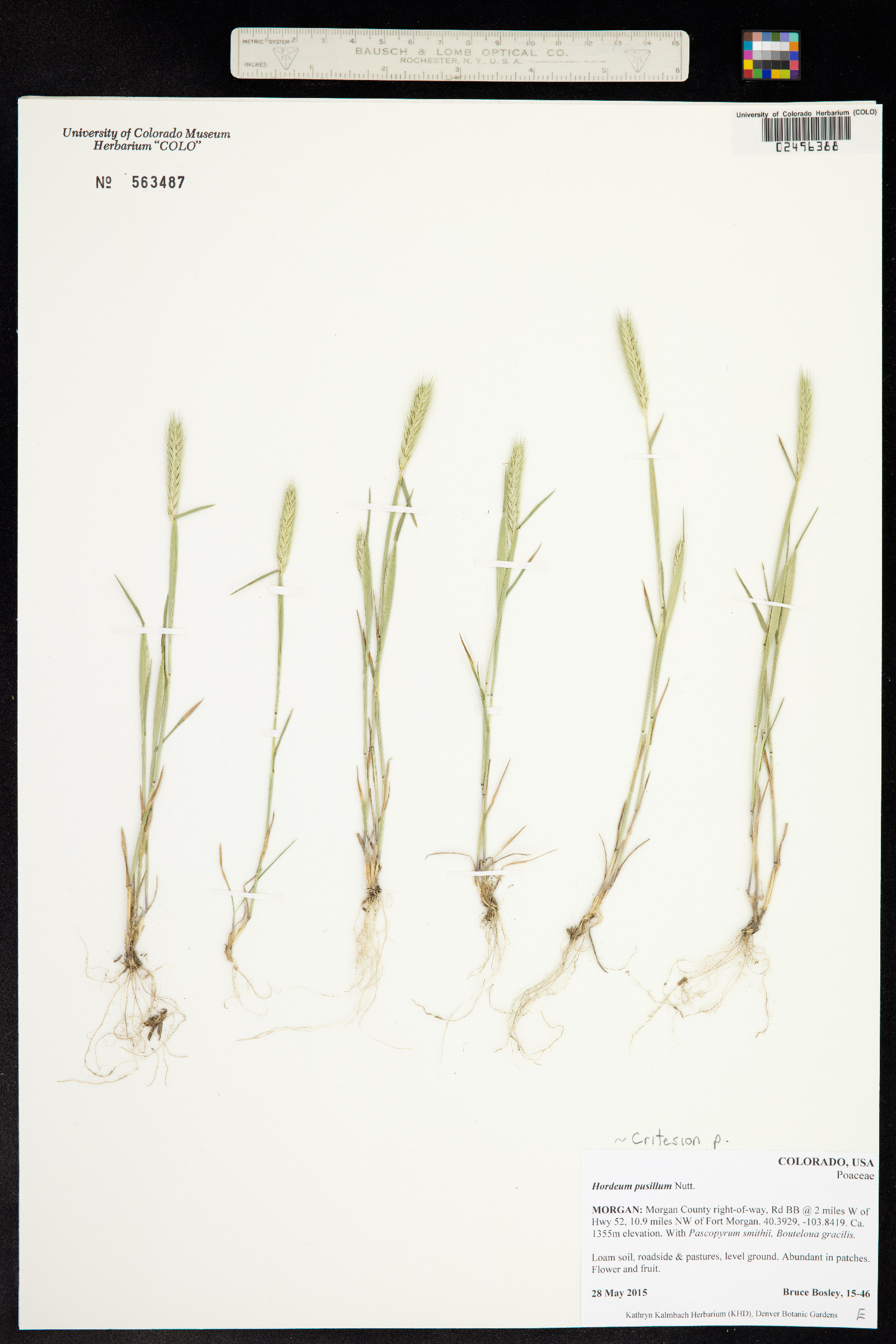 Hordeum pusillum image