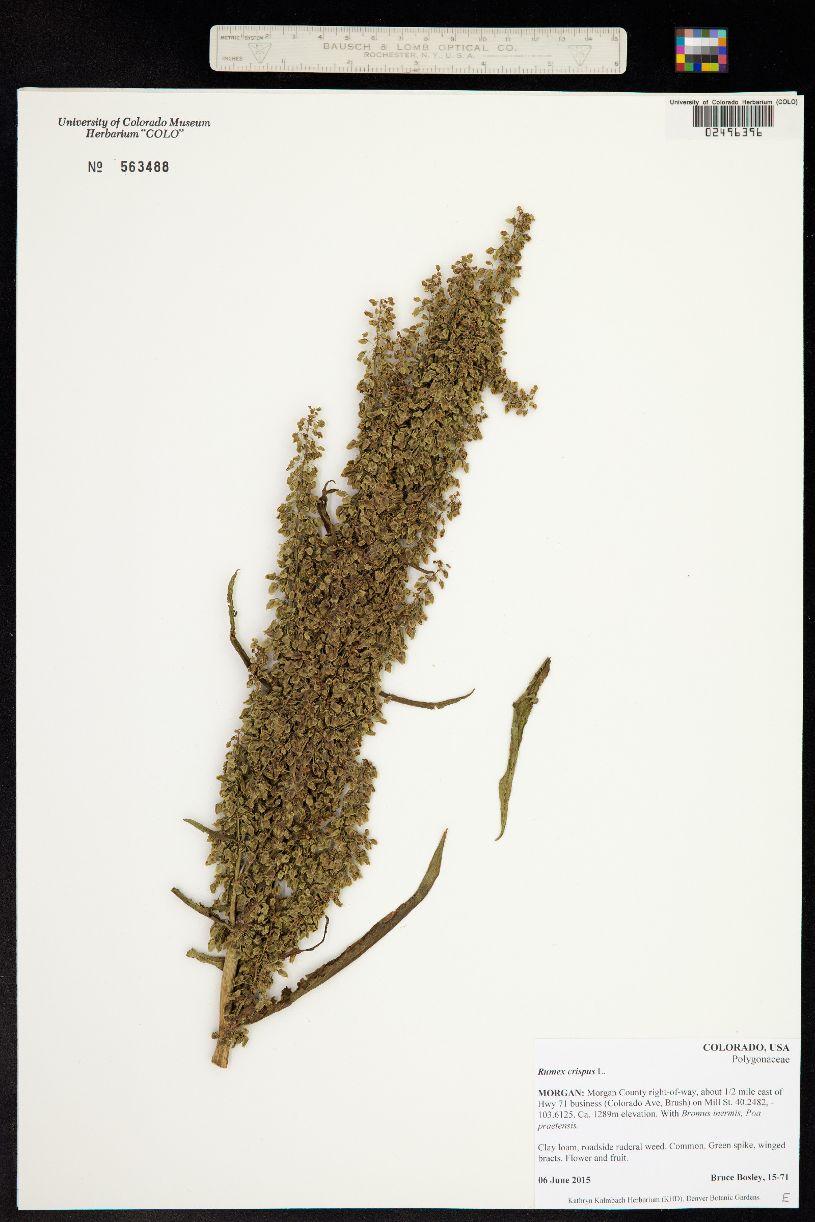 Rumex crispus image