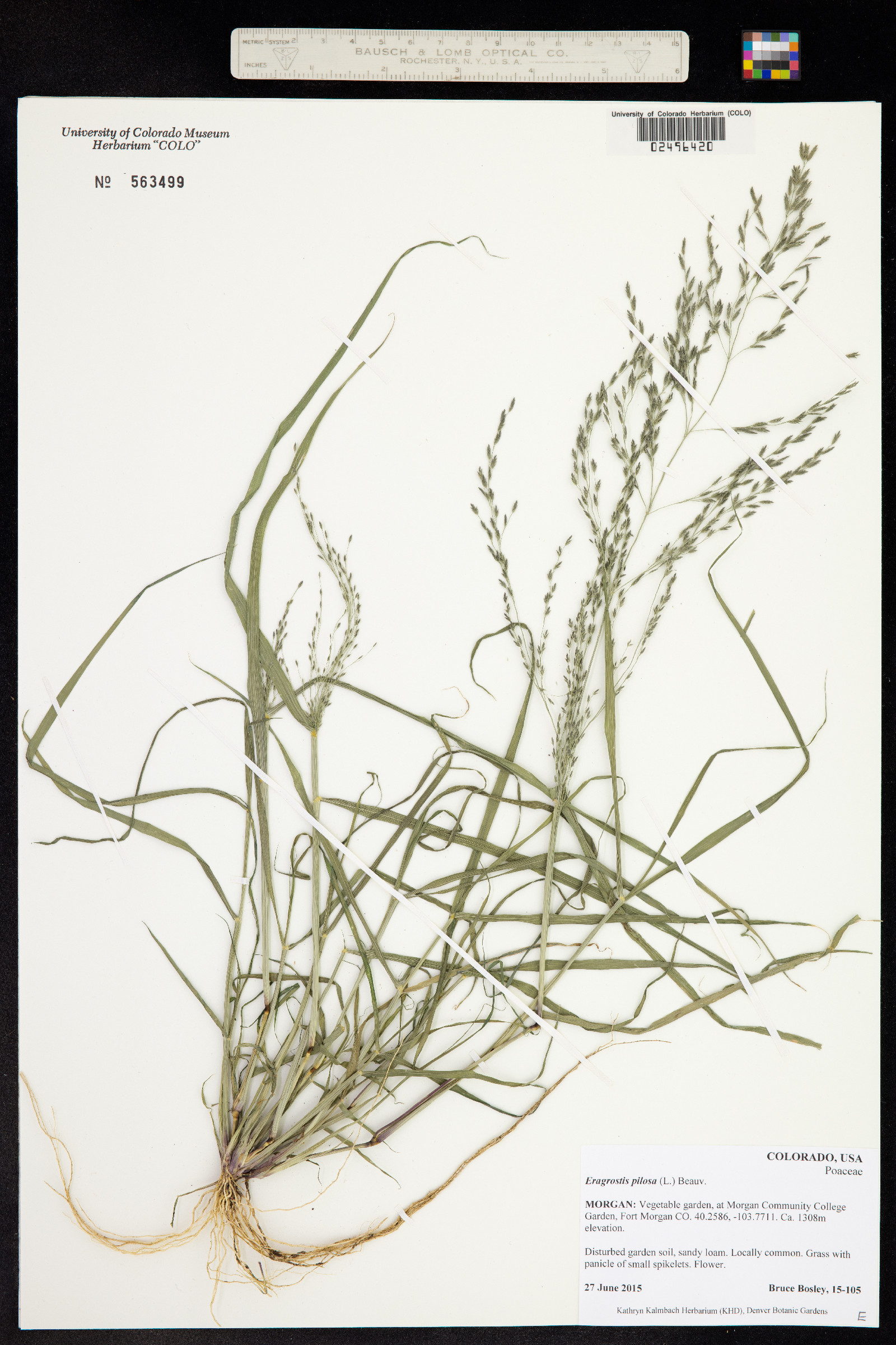 Eragrostis pilosa image