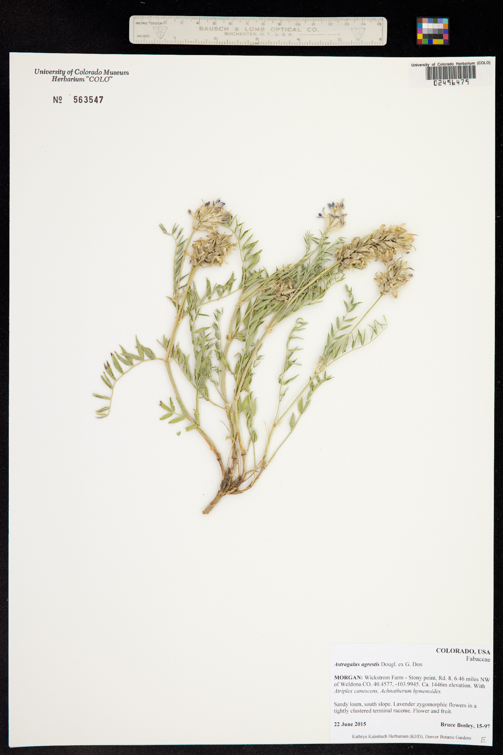 Astragalus agrestis image