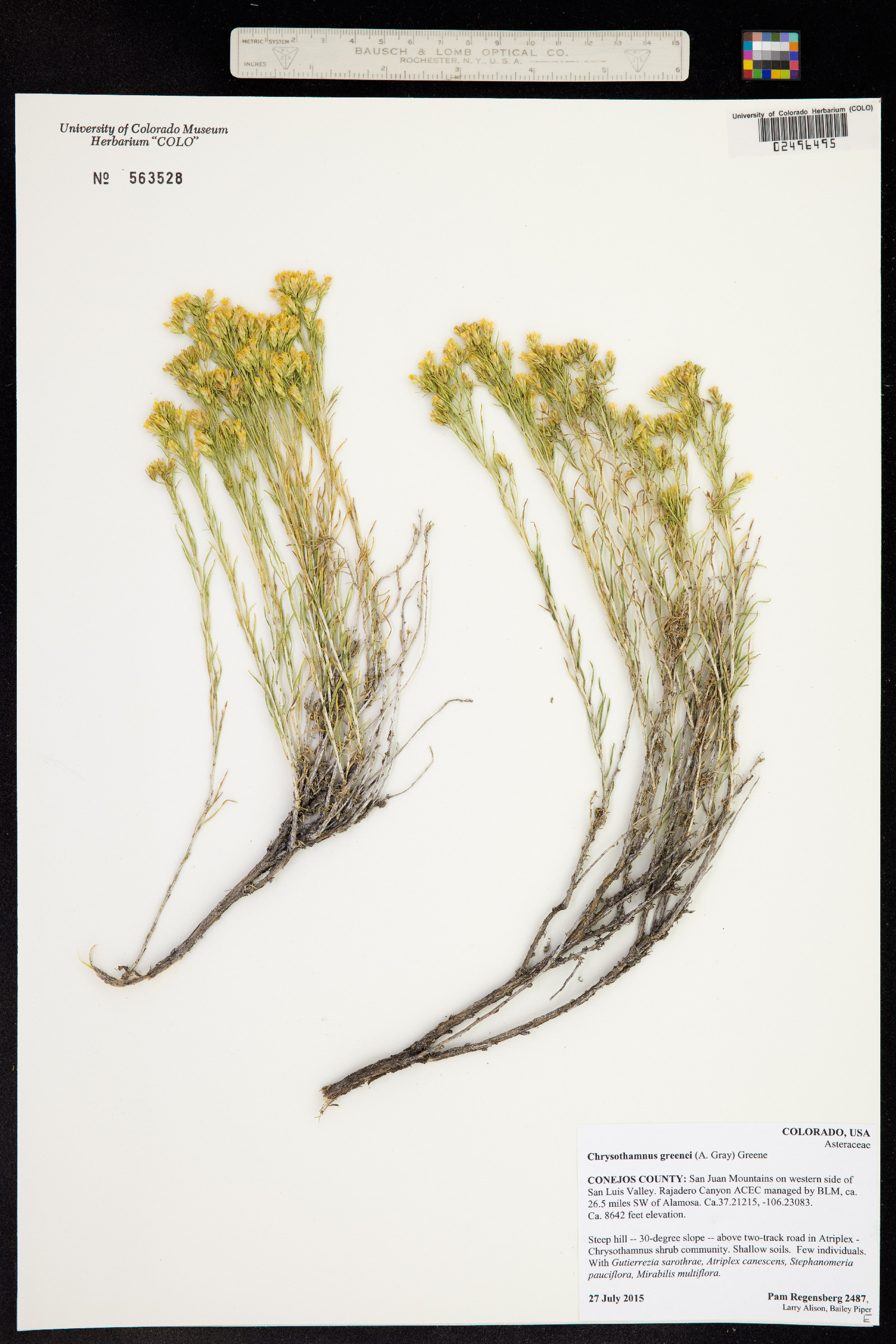 Chrysothamnus greenei image