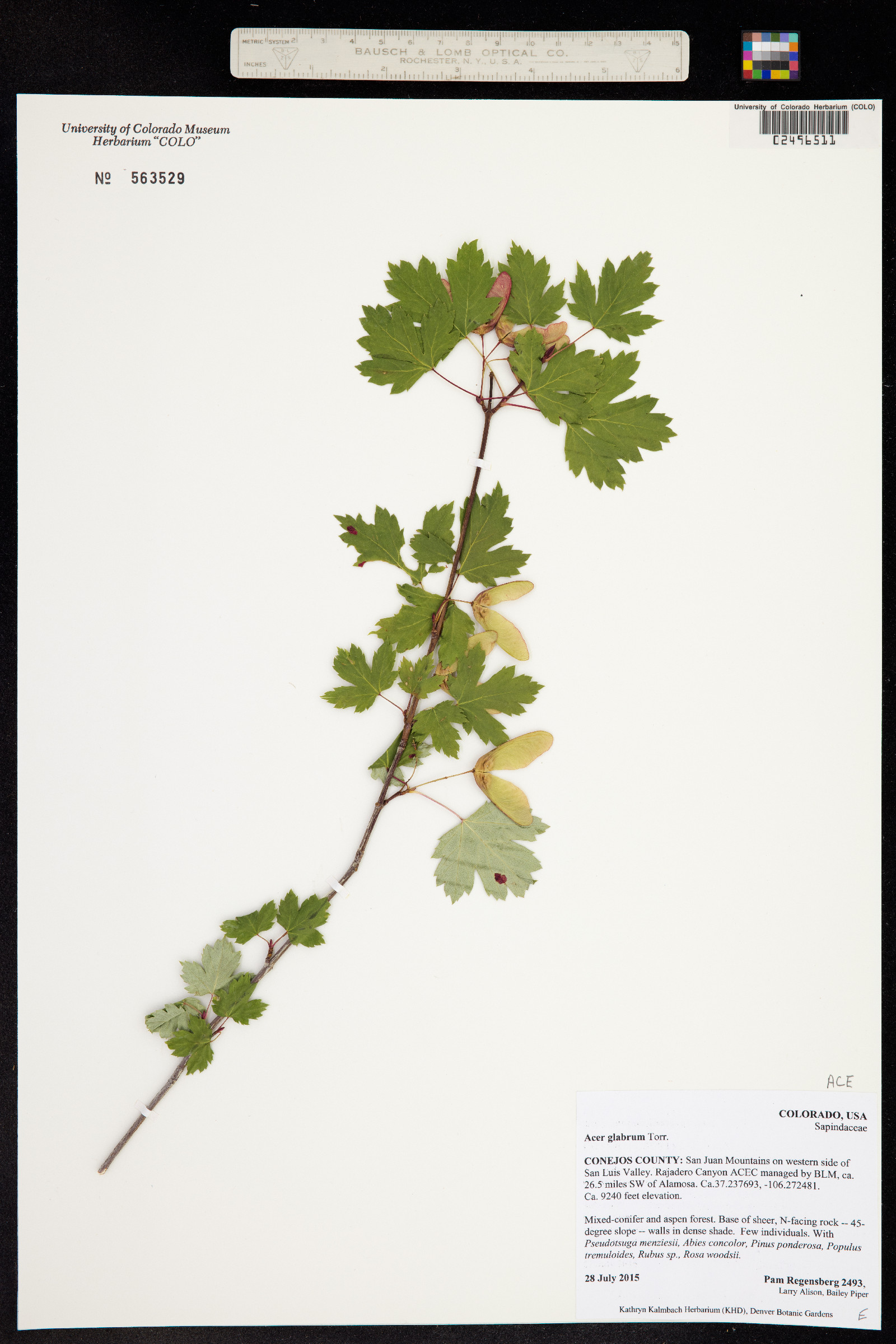 Acer glabrum image