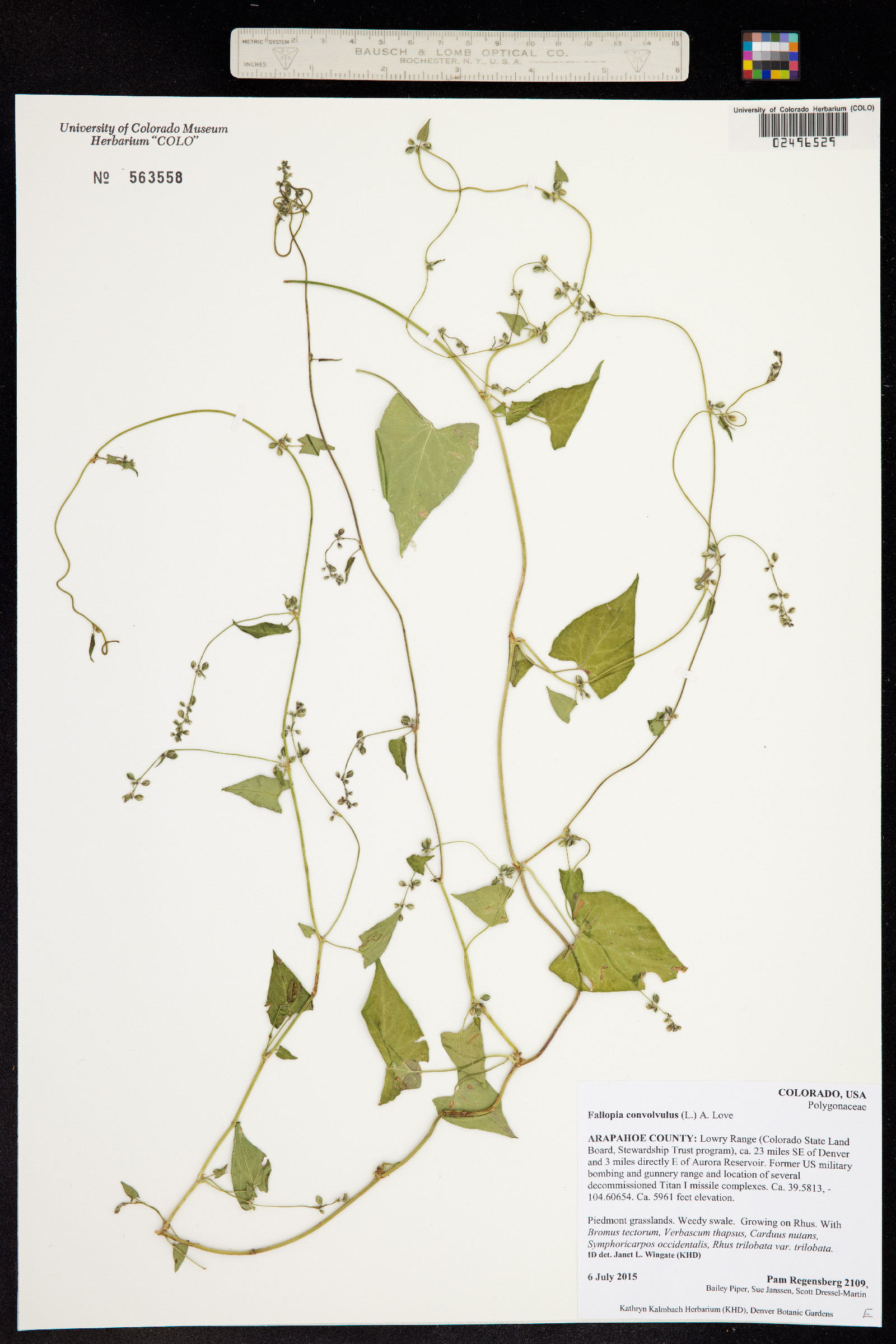 Fallopia convolvulus image